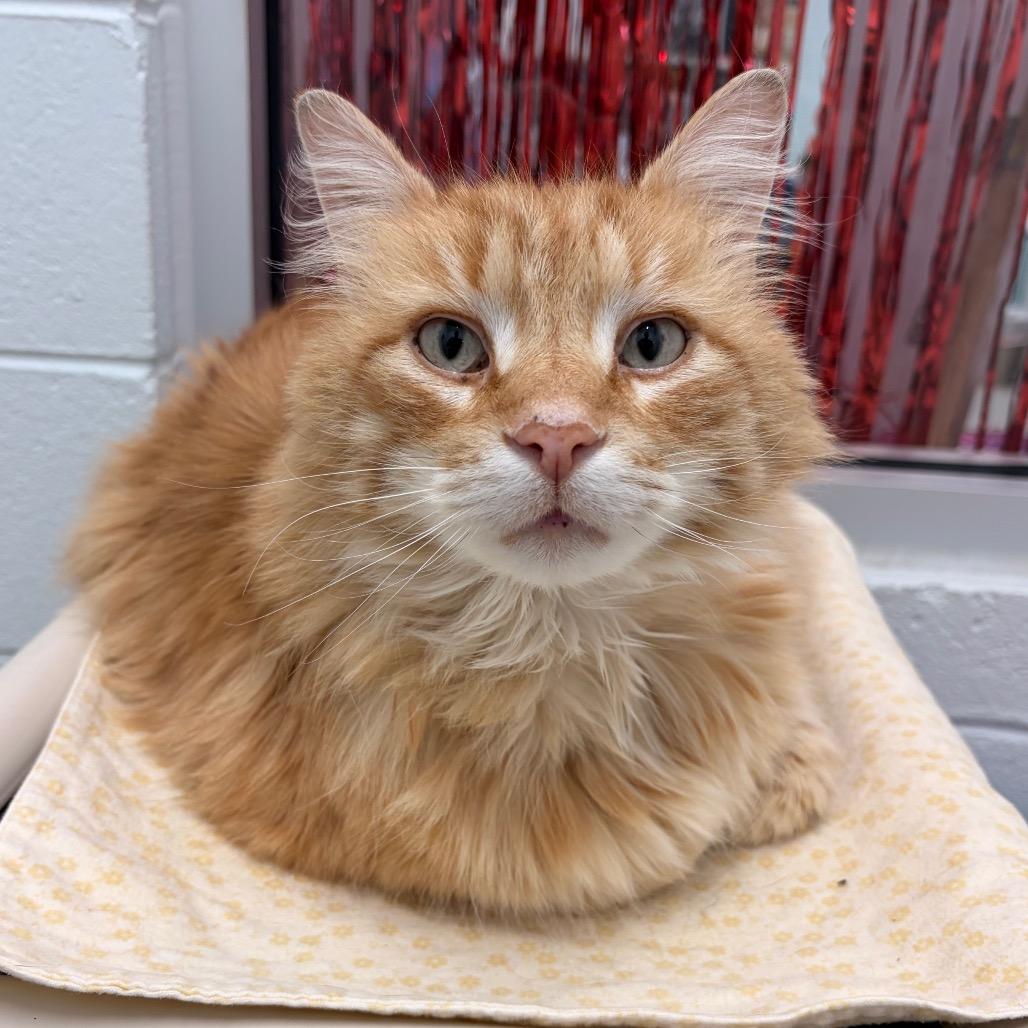 Enlarge Jarvis, a Adoptable Domestic Long Hair in Marshall, VA image 2/5