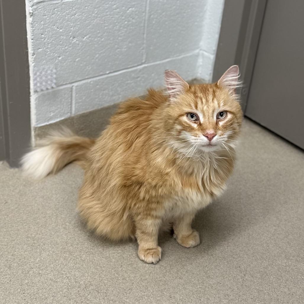 Enlarge Jarvis, a Adoptable Domestic Long Hair in Marshall, VA image 3/5