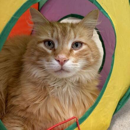 Enlarge Jarvis, a Adoptable Domestic Long Hair in Marshall, VA image 4/5
