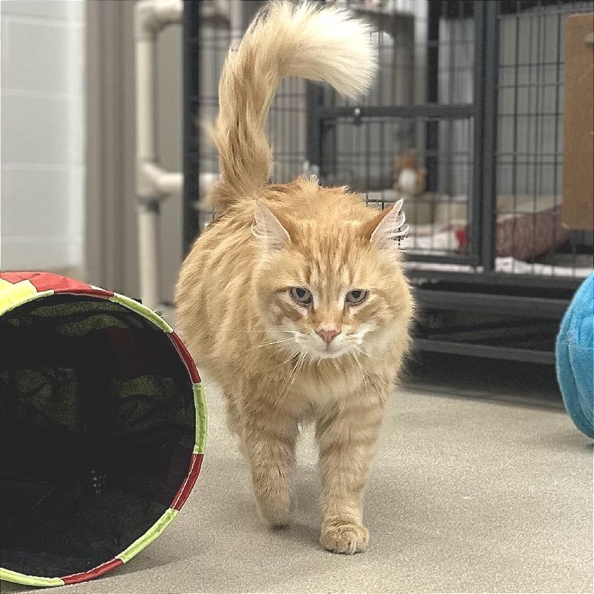 Enlarge Jarvis, a Adoptable Domestic Long Hair in Marshall, VA image 5/5