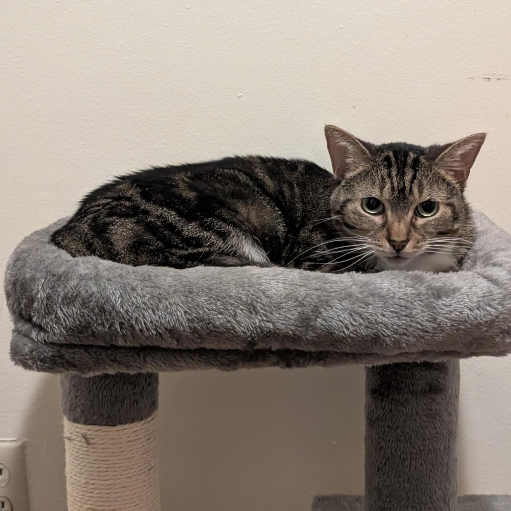 Harley, Adoptable, Adult Female Domestic Short Hair.