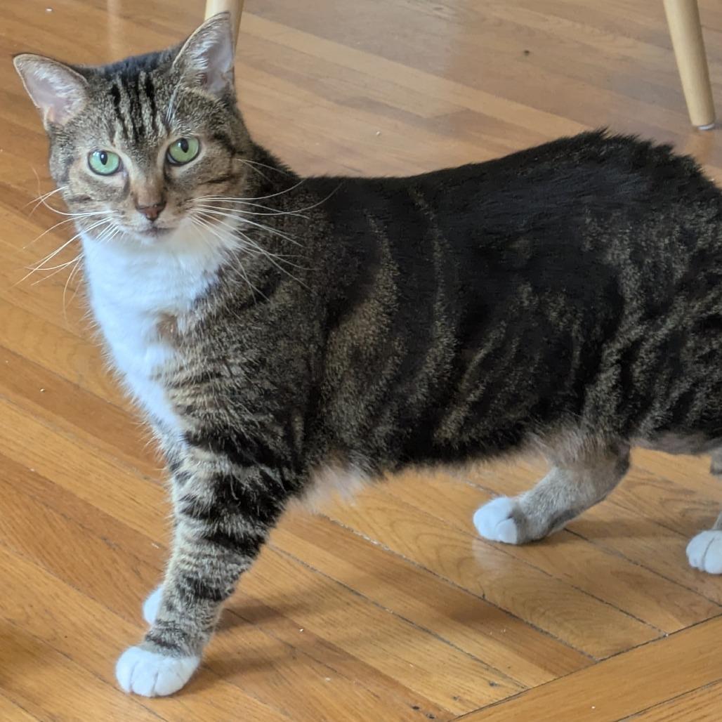 Harley, Adoptable, Adult Female Domestic Short Hair.