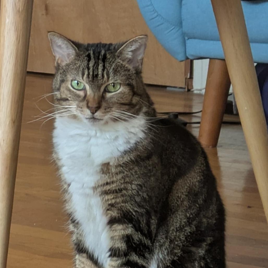 Harley, a Adoptable Domestic Short Hair in Pittsburgh, PA image 2/3