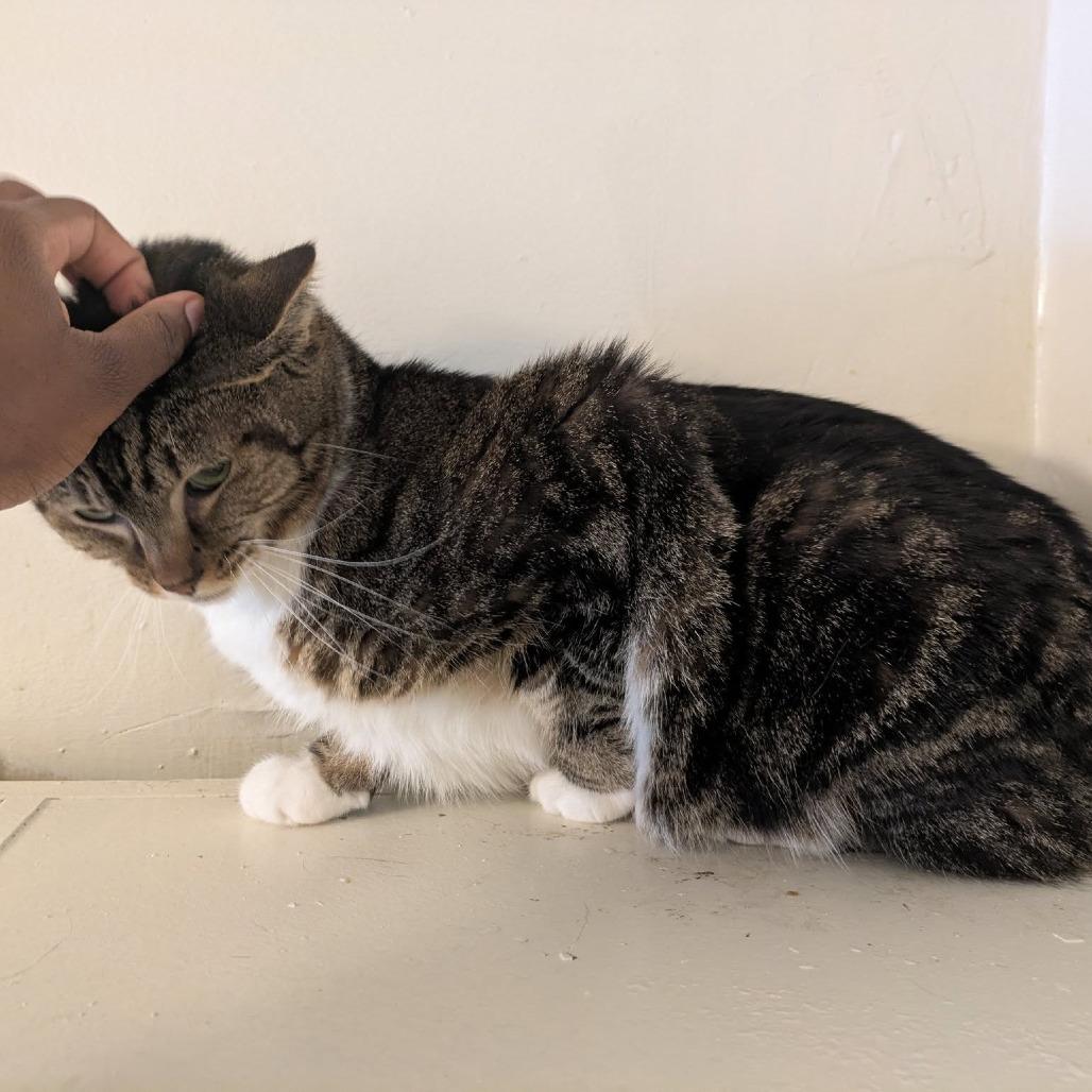 Harley, a Adoptable Domestic Short Hair in Pittsburgh, PA image 3/3