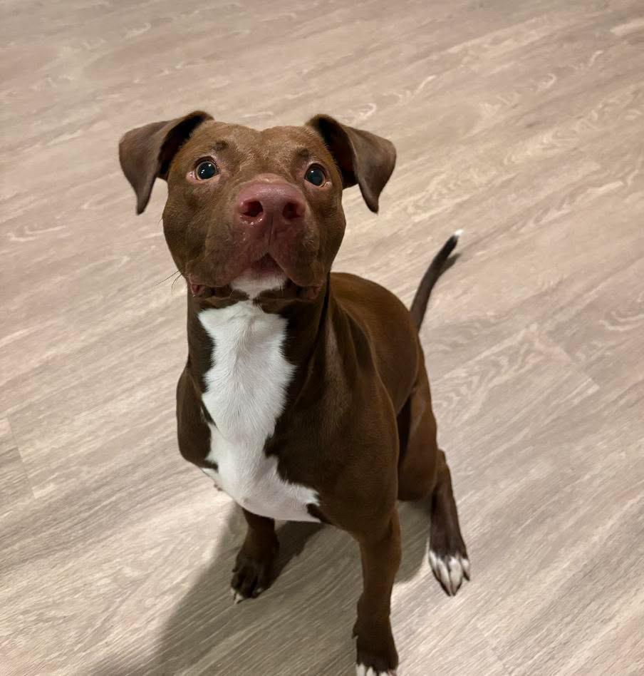 Vinny, ADOPTABLE, Adult Male Chocolate Labrador Retriever & American Staffordshire Terrier.