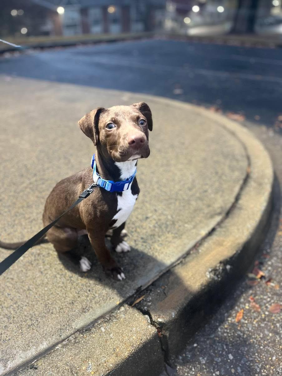 Enlarge Vinny, a ADOPTABLE mixed breed in Marietta, GA image 3/6