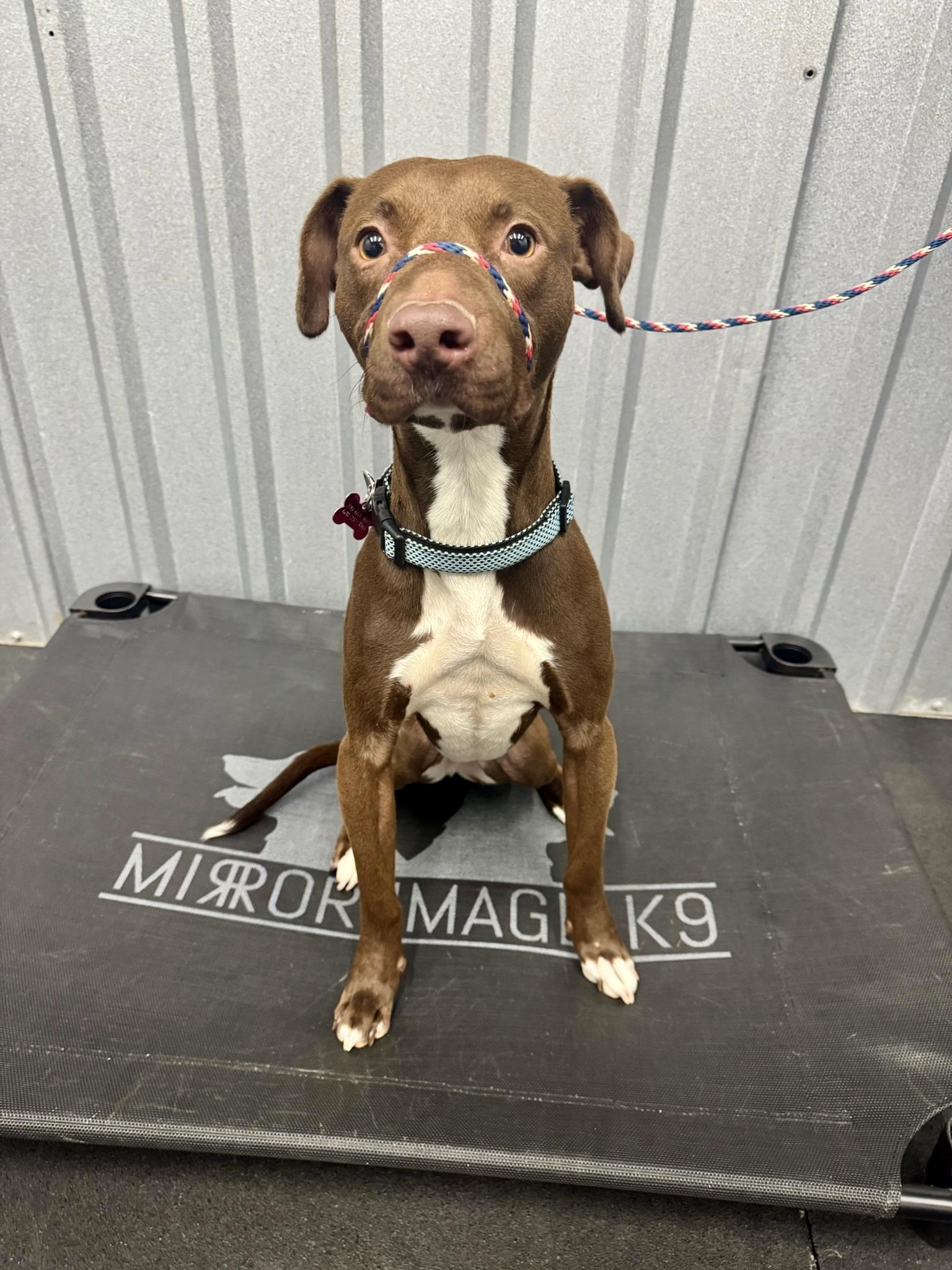 Enlarge Vinny, a ADOPTABLE mixed breed in Marietta, GA image 4/6