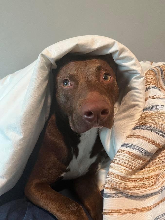 Enlarge Vinny, a ADOPTABLE mixed breed in Marietta, GA image 2/6