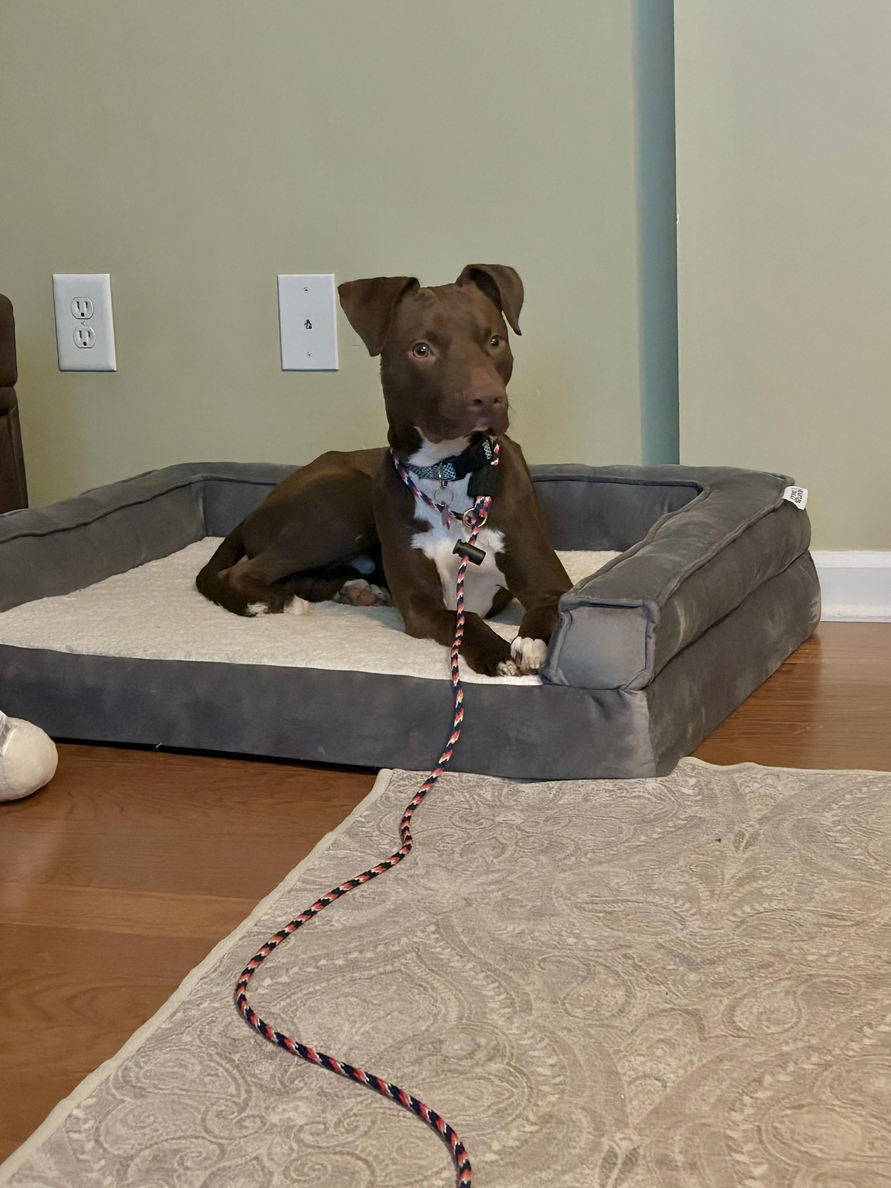 Enlarge Vinny, a ADOPTABLE mixed breed in Marietta, GA image 6/6