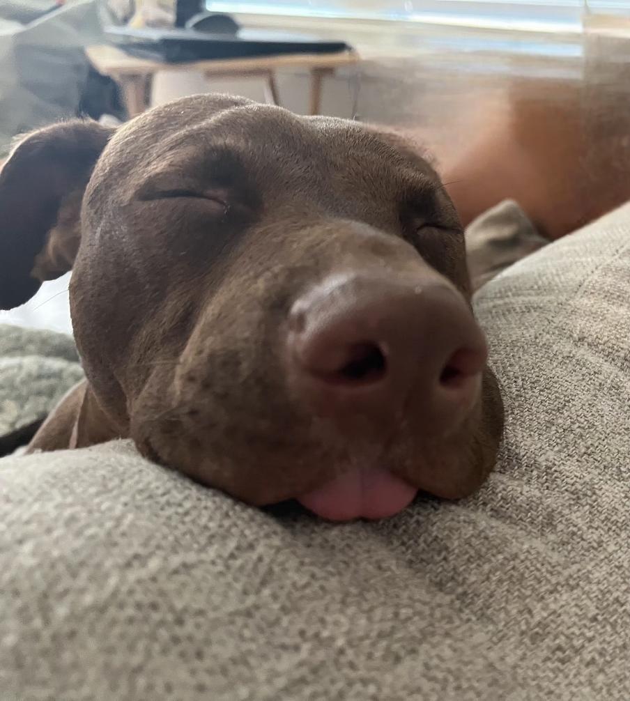 Enlarge Vinny, a ADOPTABLE mixed breed in Marietta, GA image 5/6