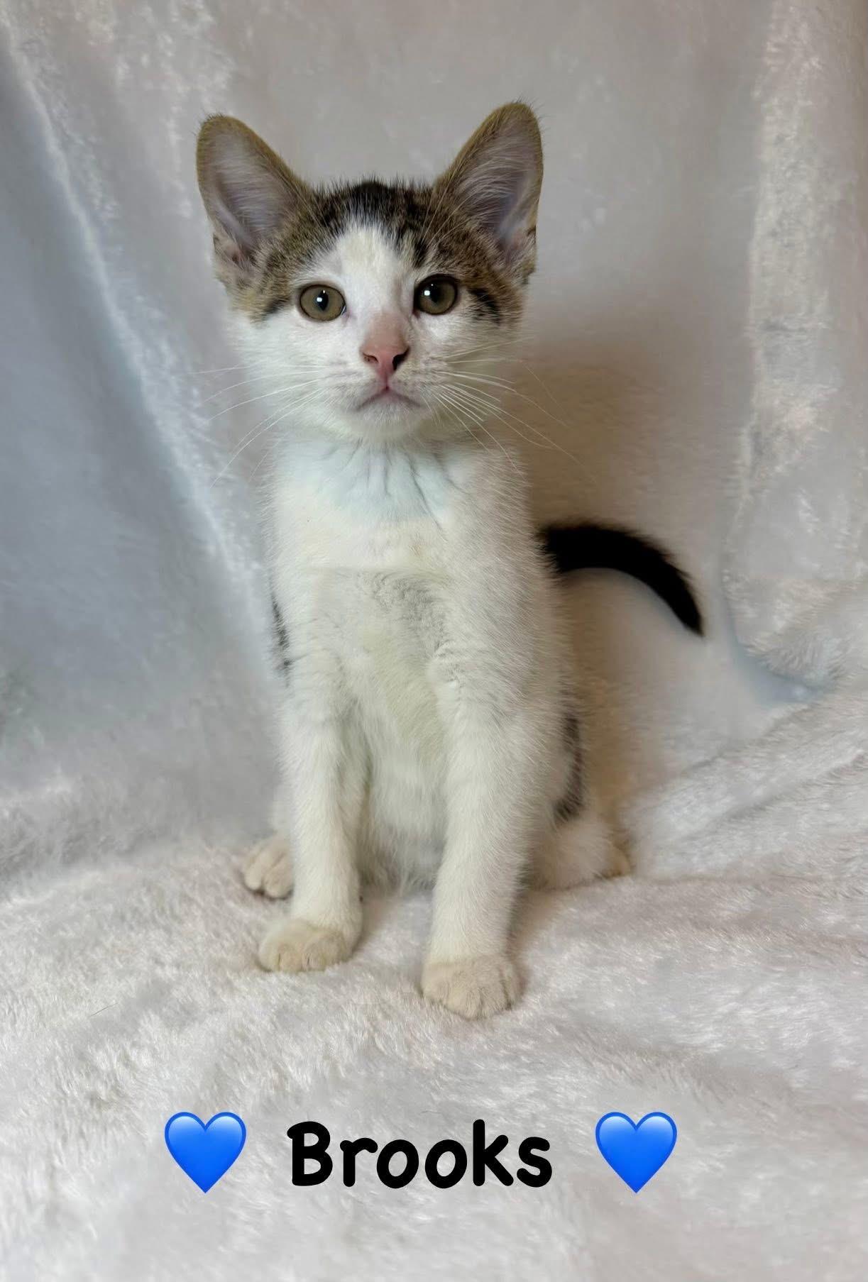 Brooks, ADOPTABLE, Kitten Male Domestic Short Hair.