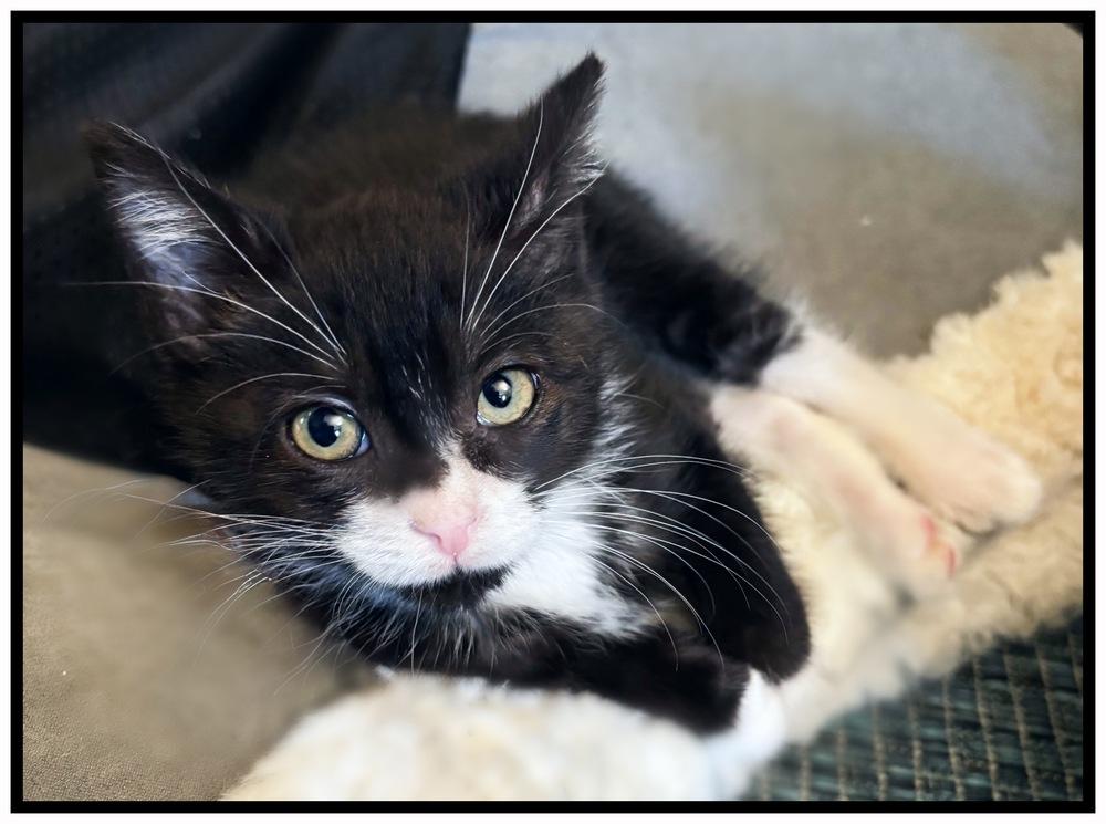 Enlarge Pixie, a Adoptable Domestic Short Hair in Silver Spring, MD image 2/4