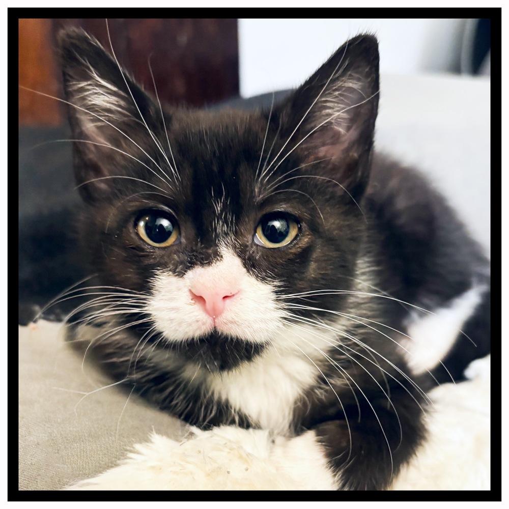 Enlarge Pixie, a Adoptable Domestic Short Hair in Silver Spring, MD image 1/4