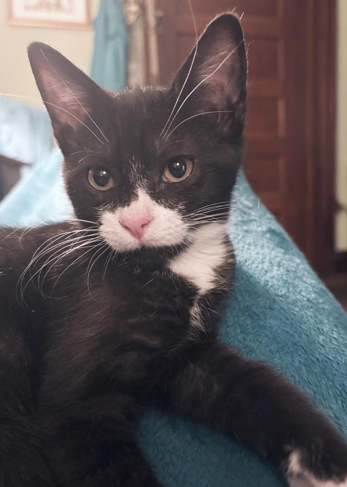 Enlarge Pixie, a Adoptable Domestic Short Hair in Silver Spring, MD image 2/5