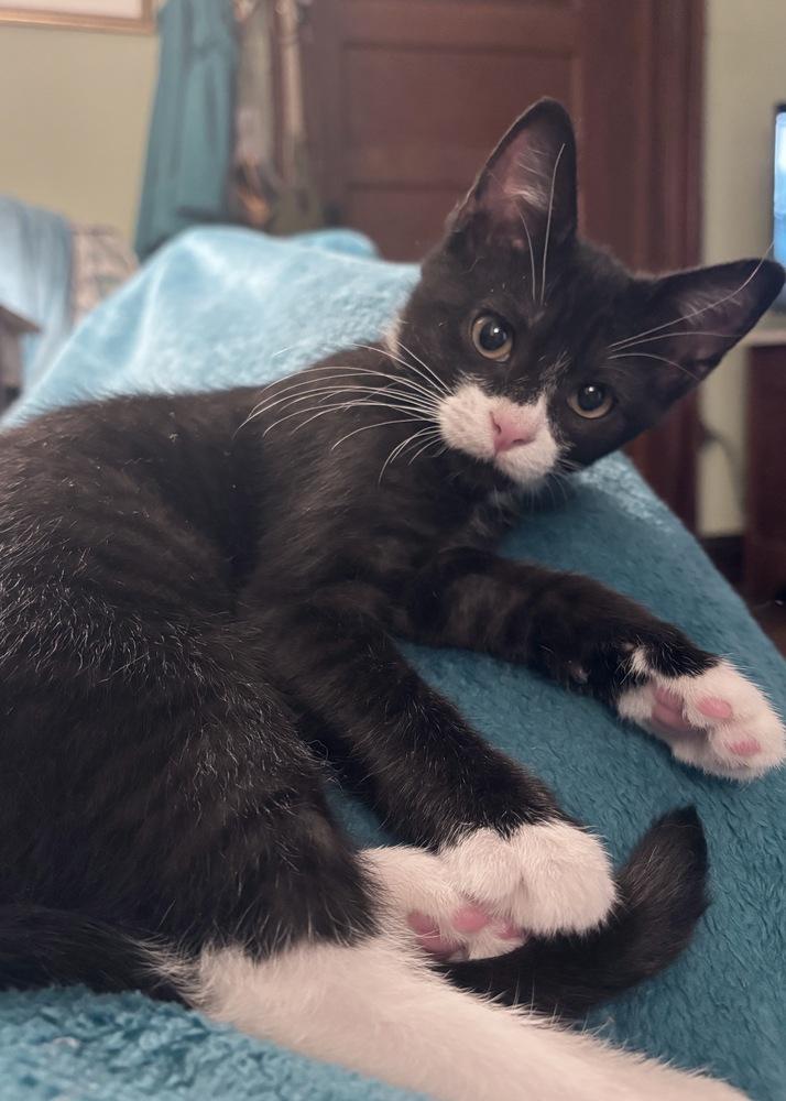 Enlarge Pixie, a Adoptable Domestic Short Hair in Silver Spring, MD image 3/5