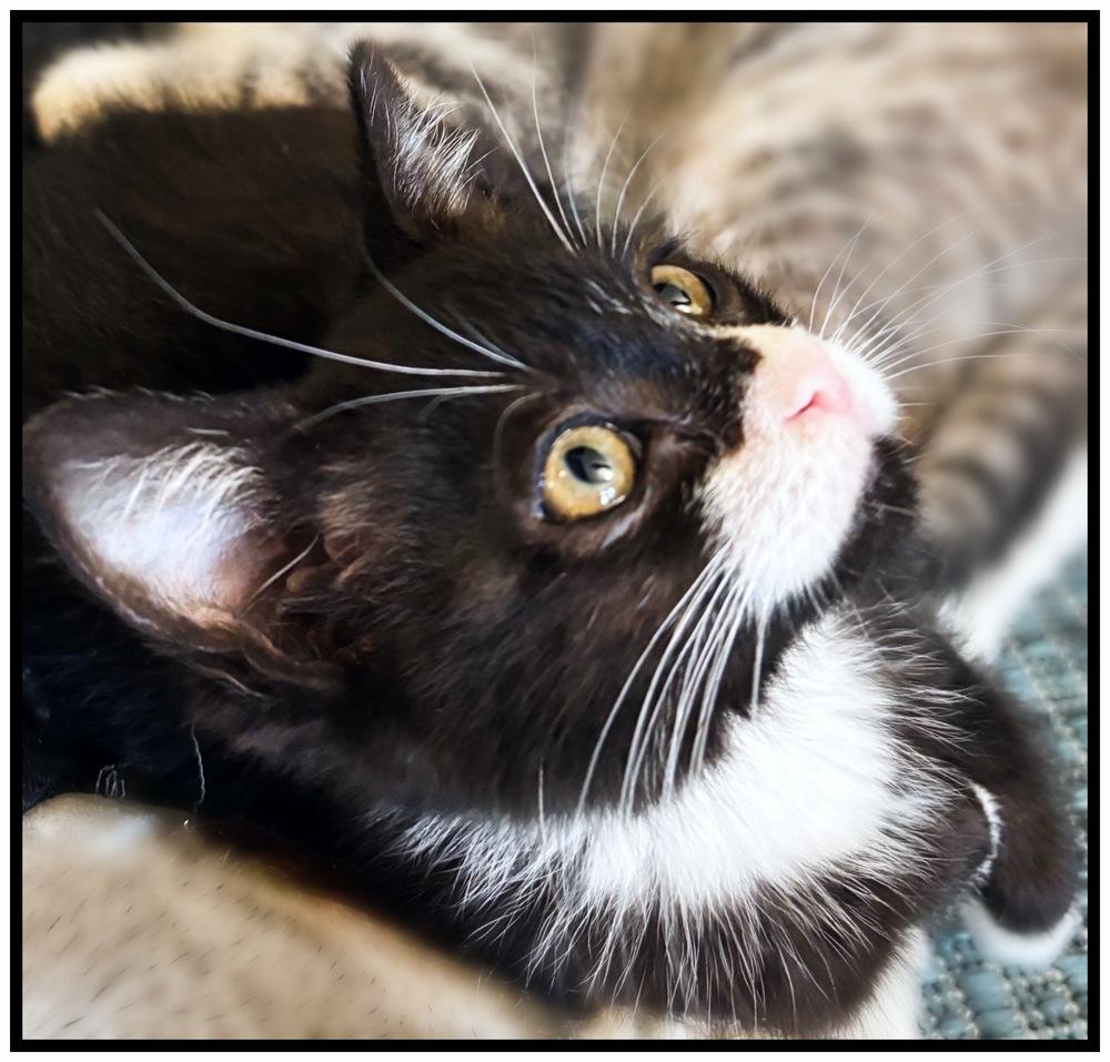 Enlarge Pixie, a Adoptable Domestic Short Hair in Silver Spring, MD image 3/4