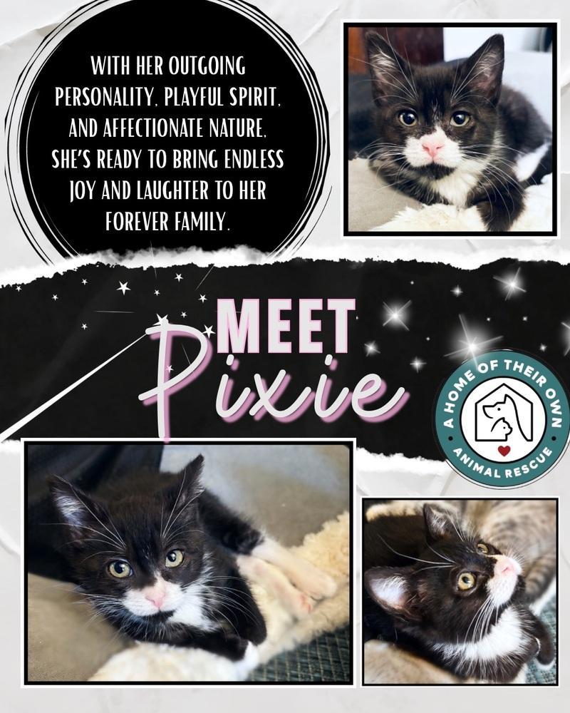 Enlarge Pixie, a Adoptable Domestic Short Hair in Silver Spring, MD image 4/4