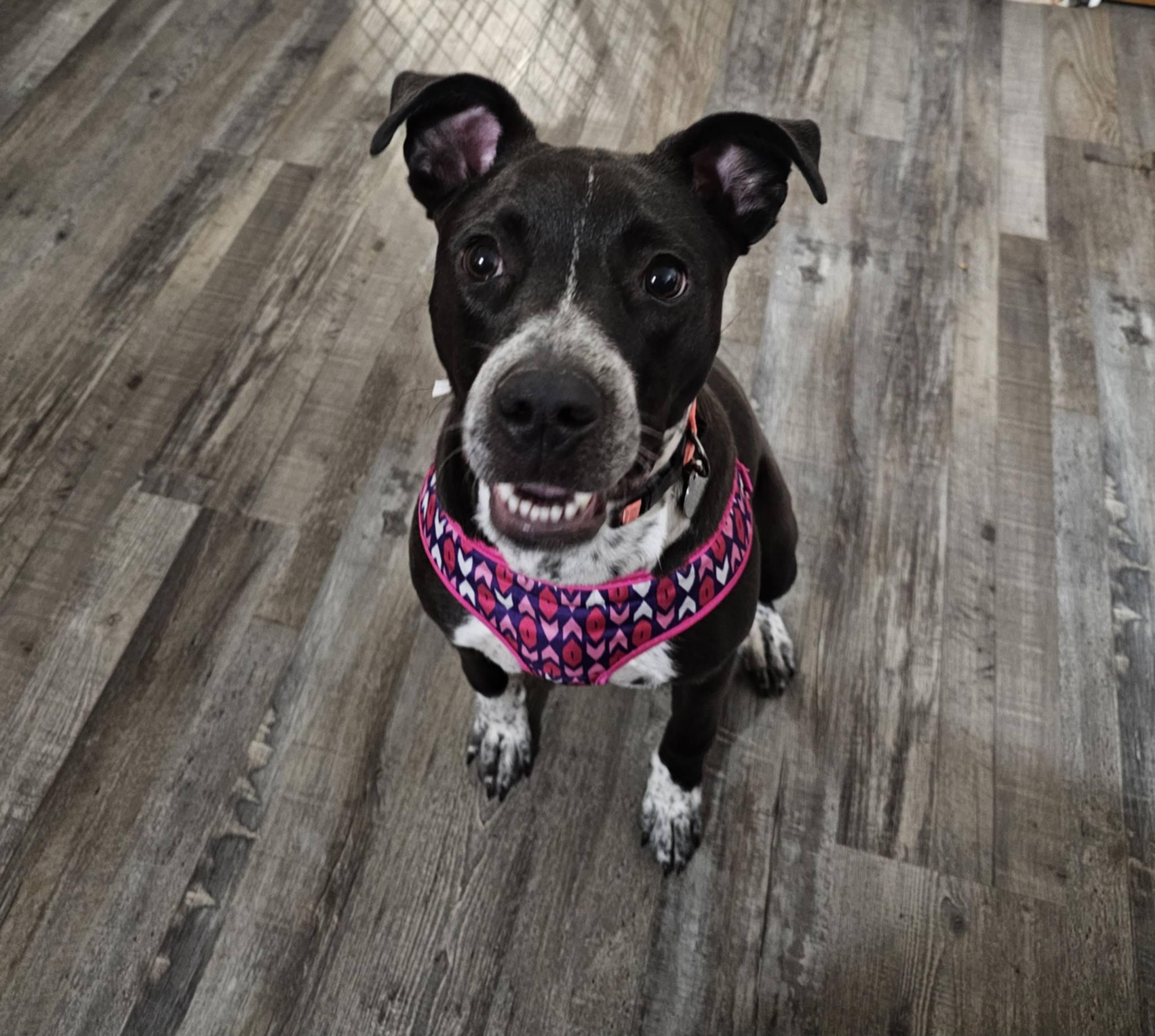 Reno, a ADOPTABLE Mixed Breed in De Pere, WI image 2/3