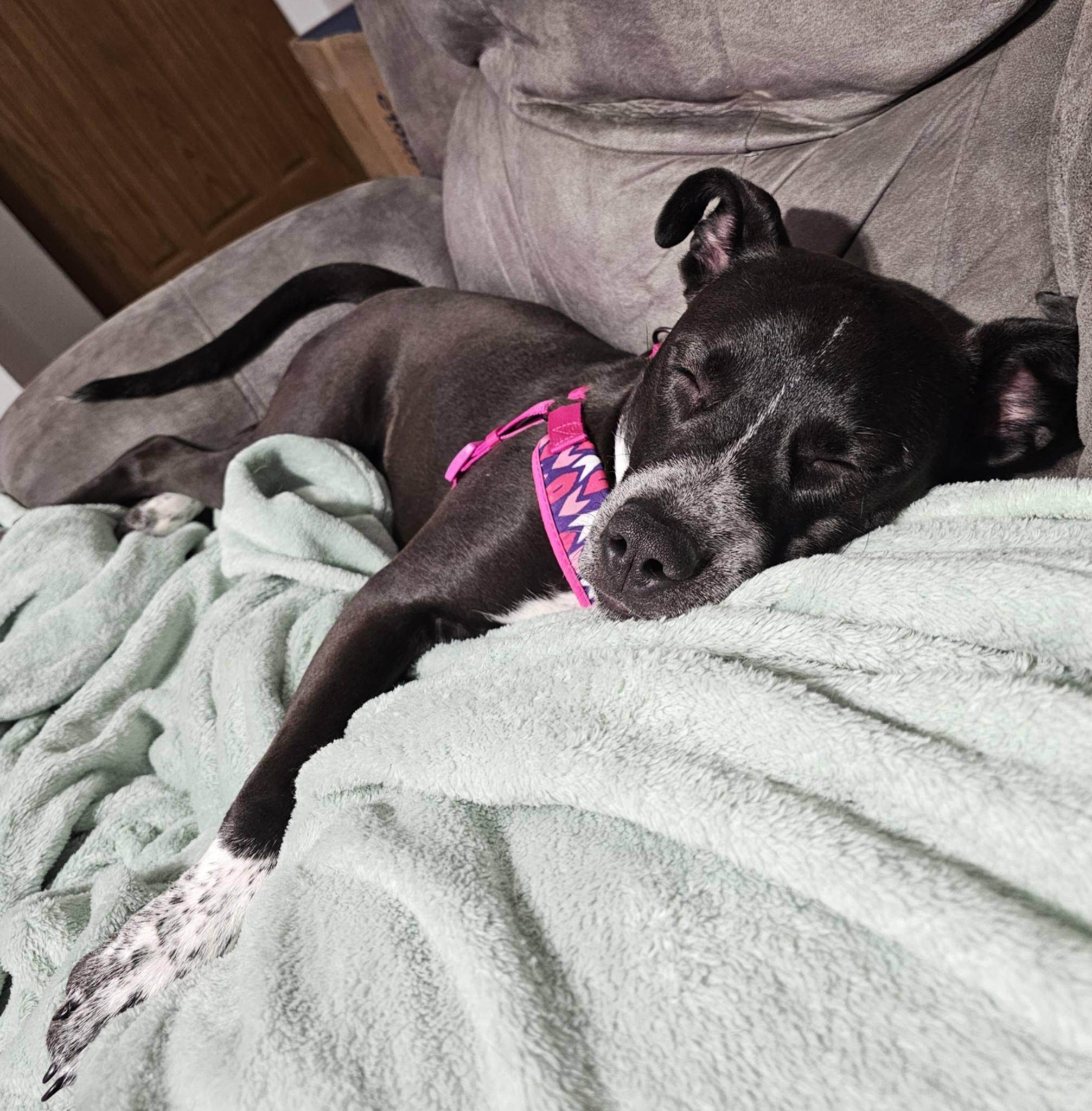 Reno, ADOPTABLE, Young Female Mixed Breed.