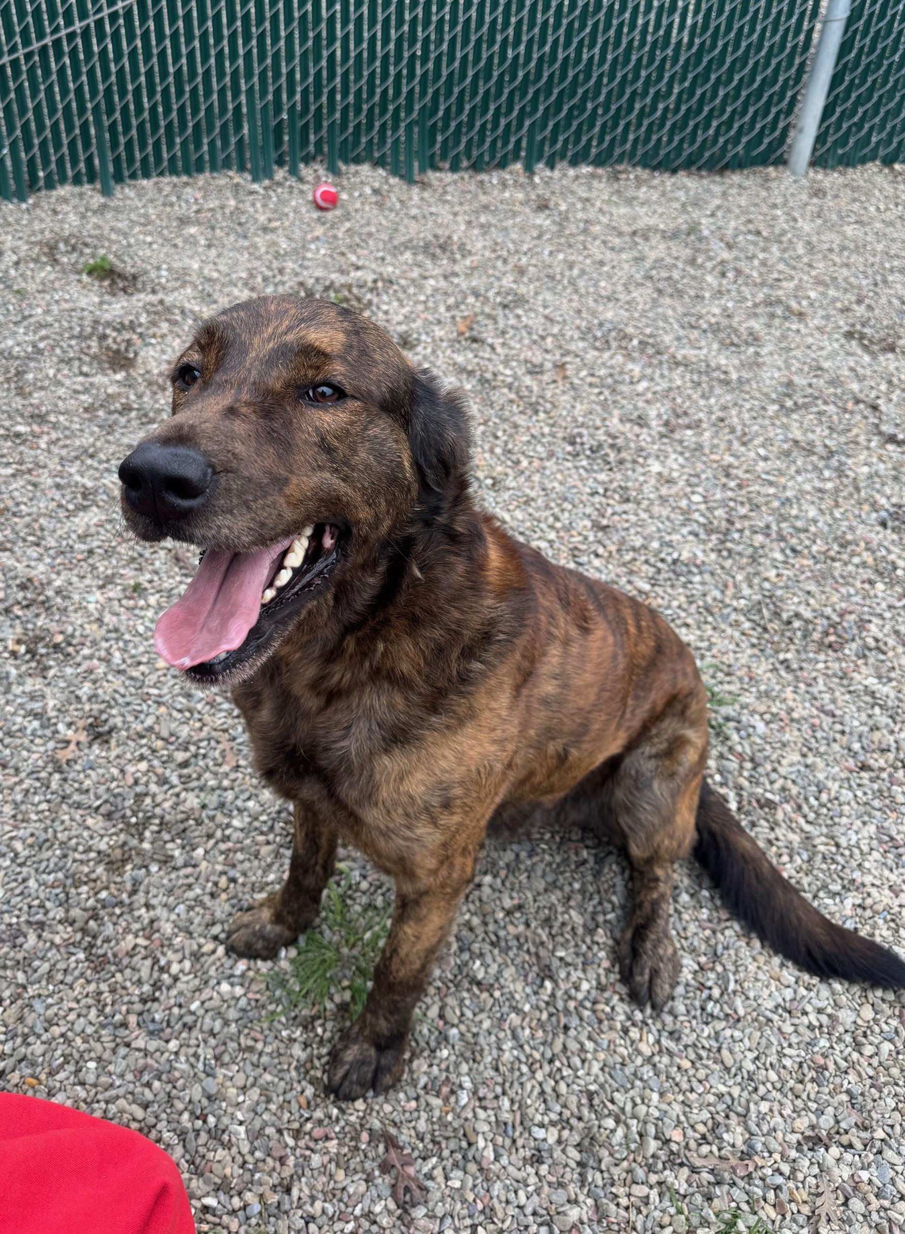 Enlarge Echo, a ADOPTABLE Labrador Retriever in Ripon, CA image 2/3