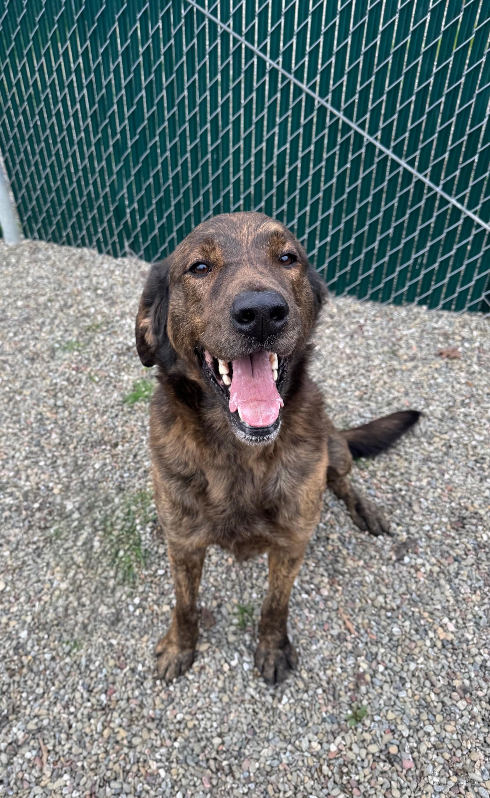 Enlarge Echo, a ADOPTABLE Labrador Retriever in Ripon, CA image 3/3