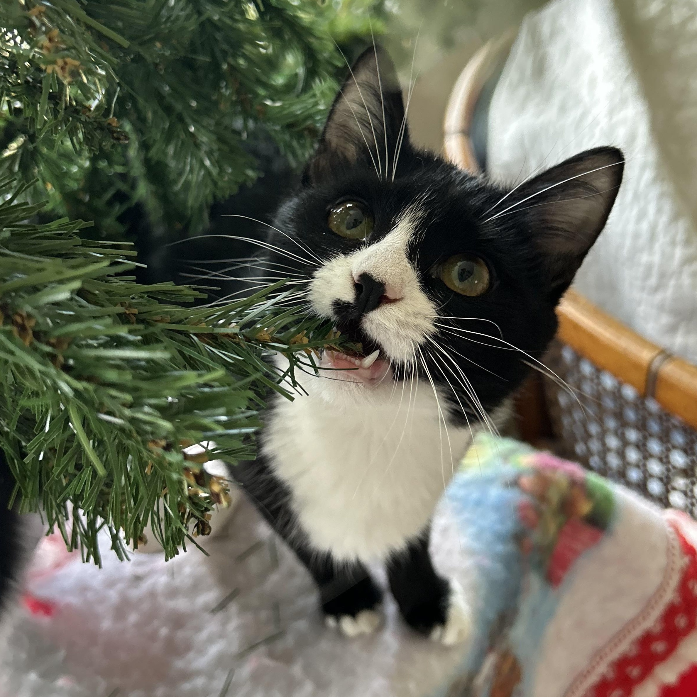 Enlarge Winnie, a Adoptable mixed breed in Fort Oglethorpe, GA image 6/6