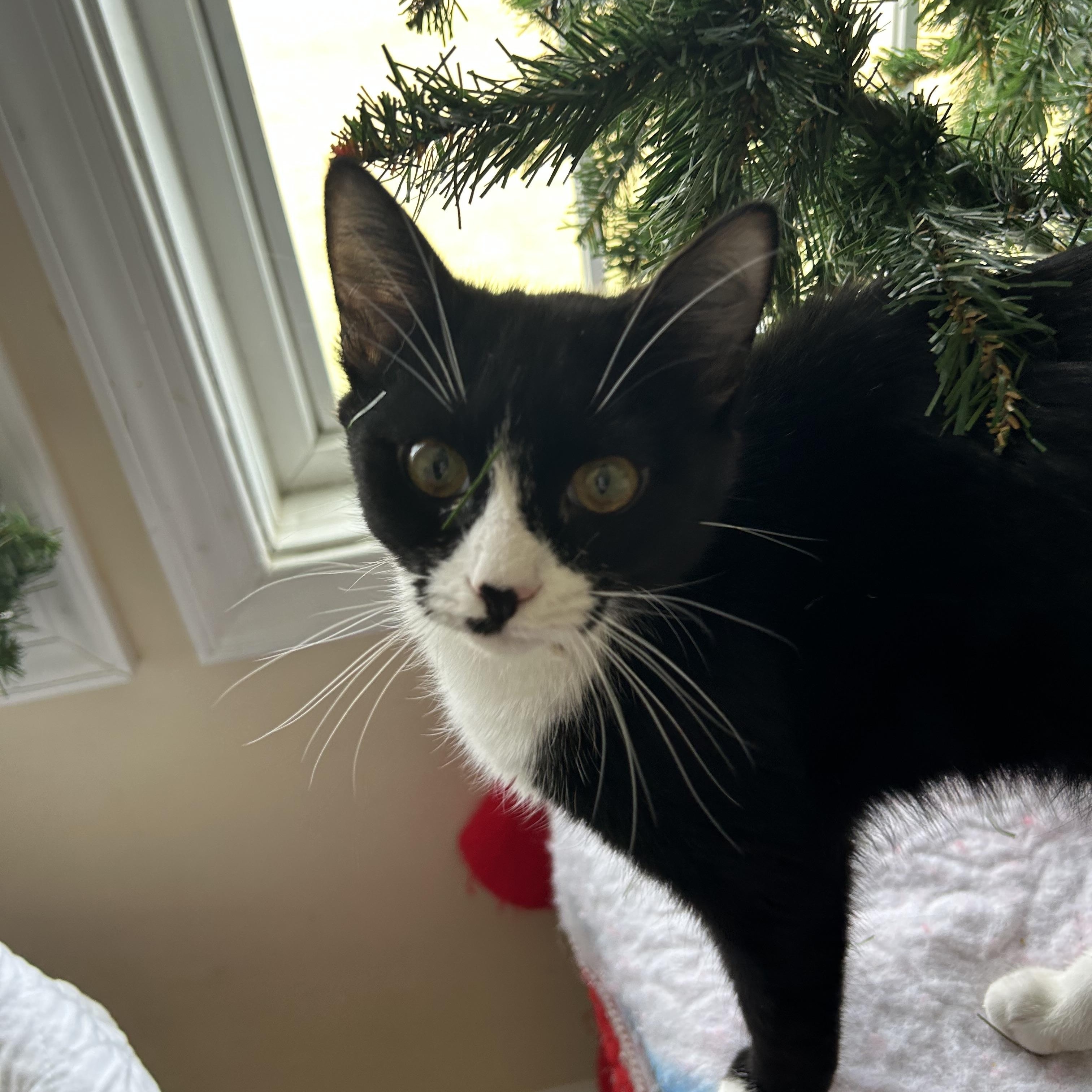 Enlarge Winnie, a Adoptable mixed breed in Fort Oglethorpe, GA image 5/6