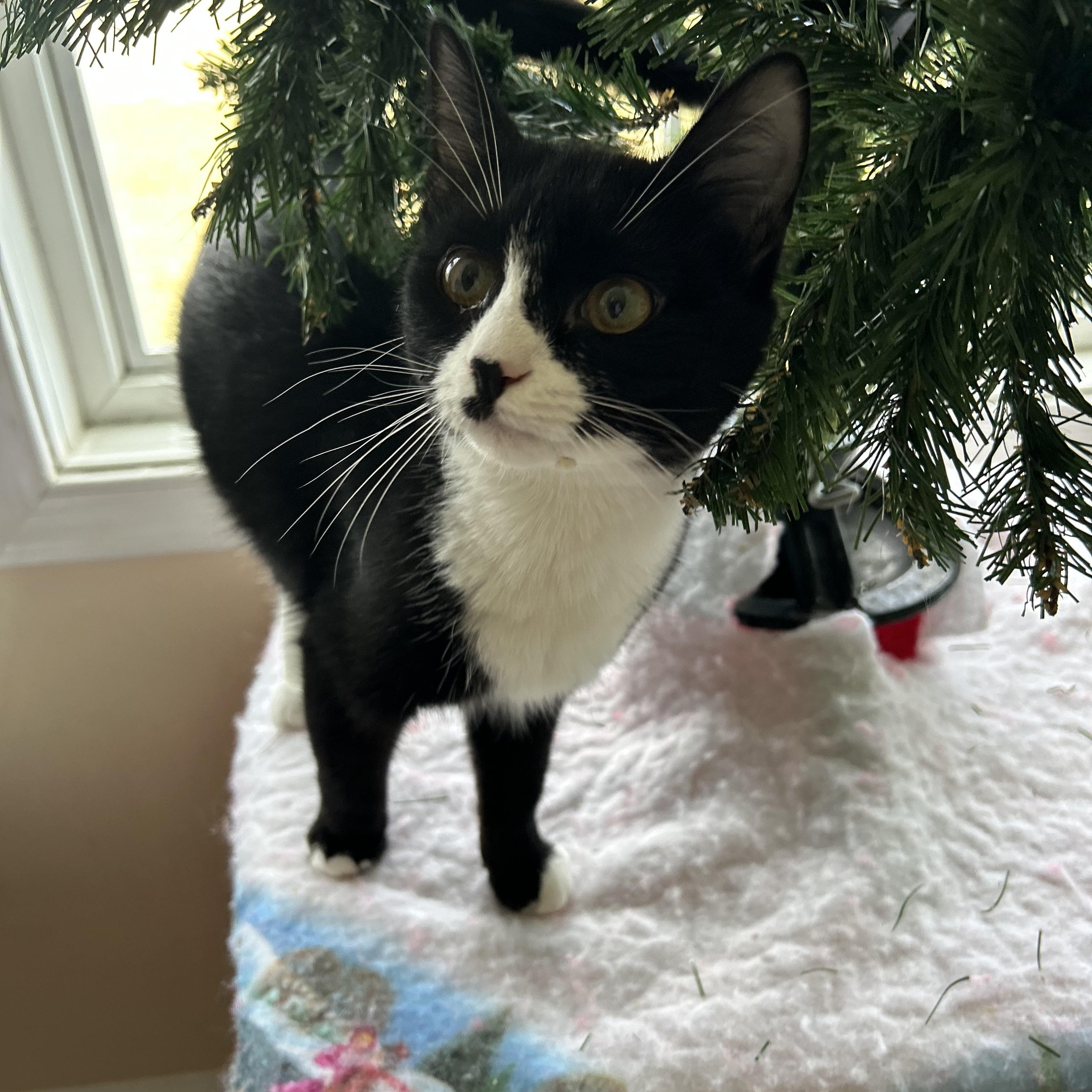 Enlarge Winnie, a Adoptable mixed breed in Fort Oglethorpe, GA image 1/6