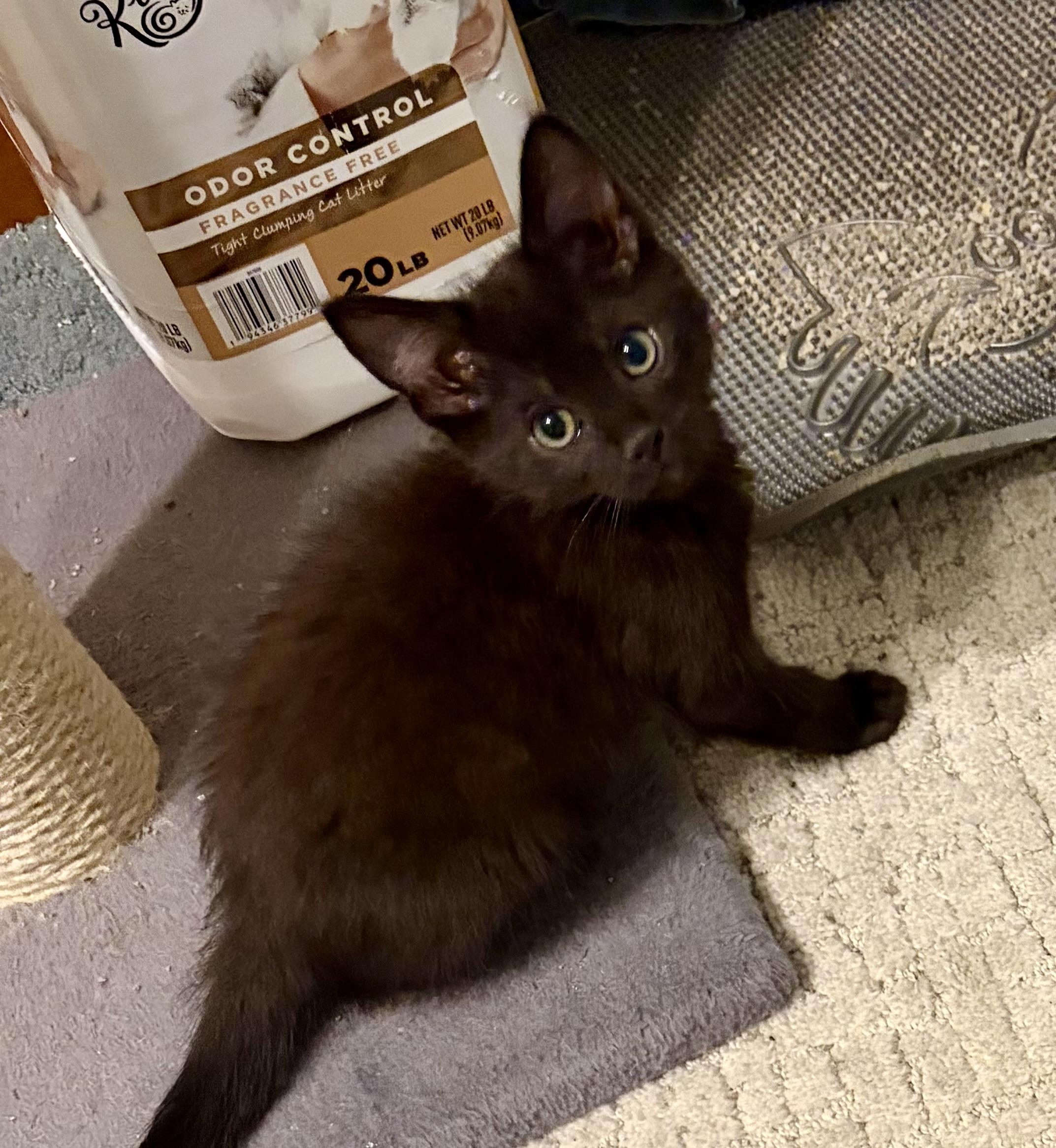 Victor, an adopted Domestic Short Hair in Houghton Lake, MI image 4/4