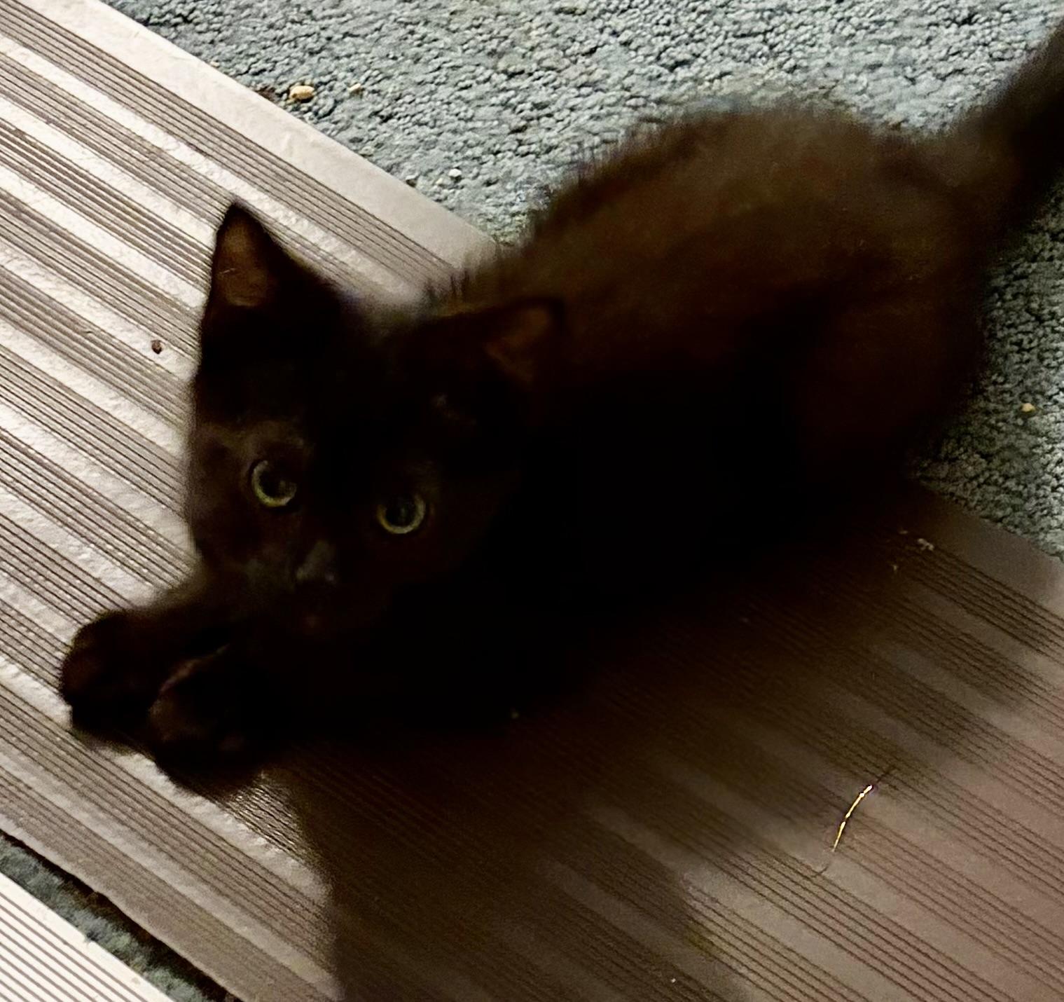 Victor, an adopted Domestic Short Hair in Houghton Lake, MI image 2/4