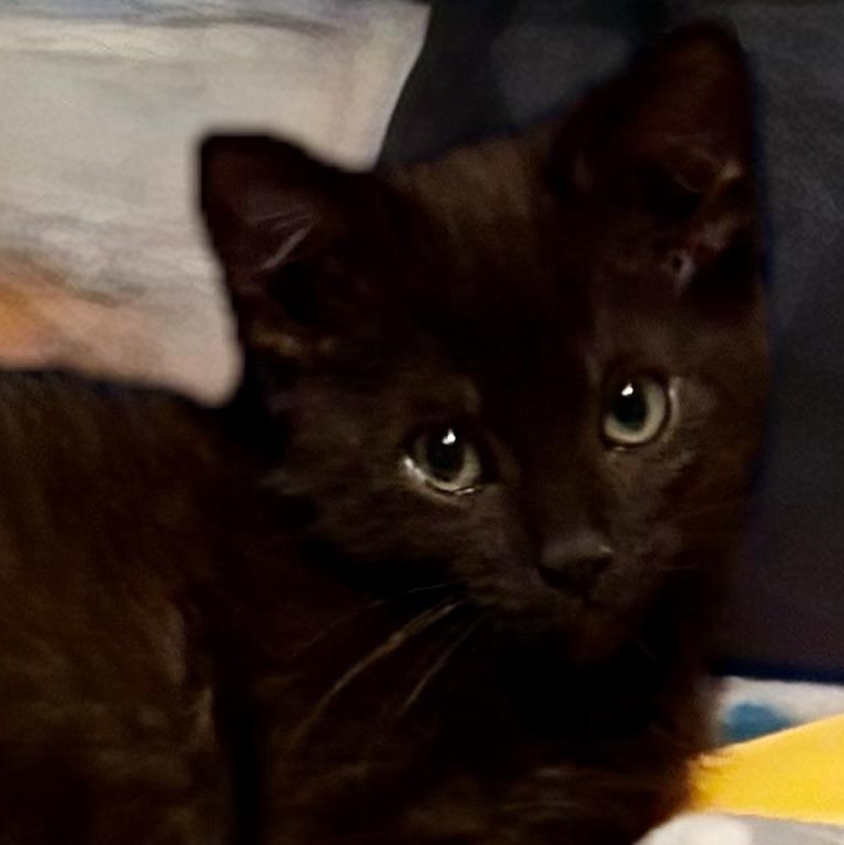 Victor, adopted, Kitten Male Domestic Short Hair.