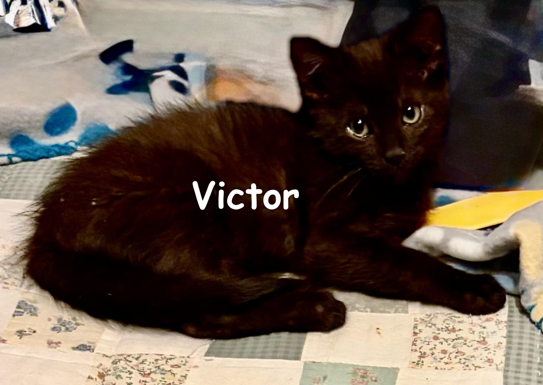 Victor, an adopted Domestic Short Hair in Houghton Lake, MI image 3/4