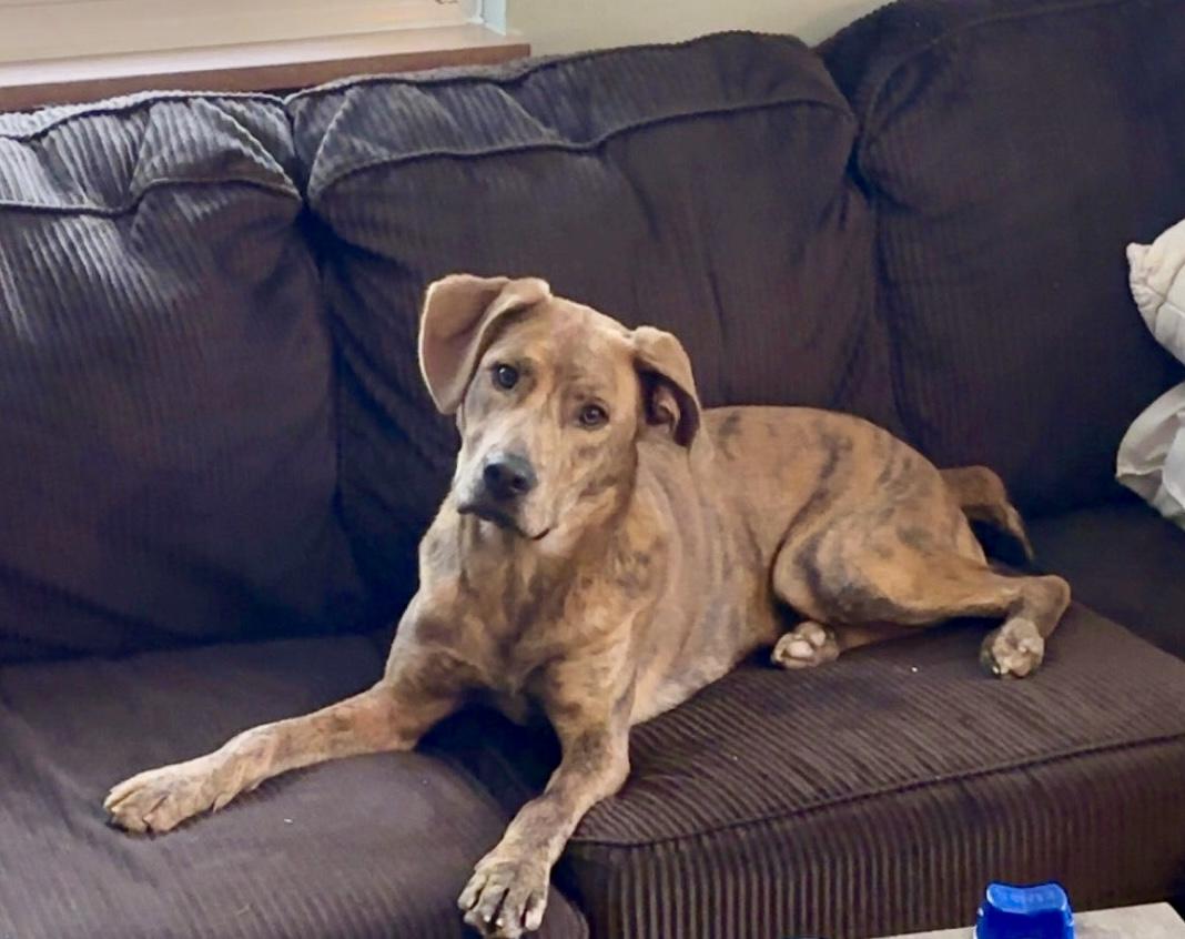 Beau, a Adoptable mixed breed in Cincinnati, OH image 1/6