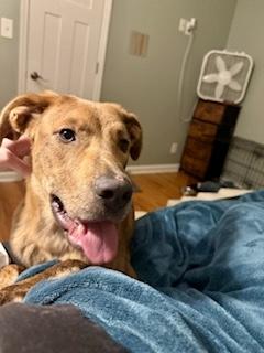 Beau, a Adoptable mixed breed in Cincinnati, OH image 2/6