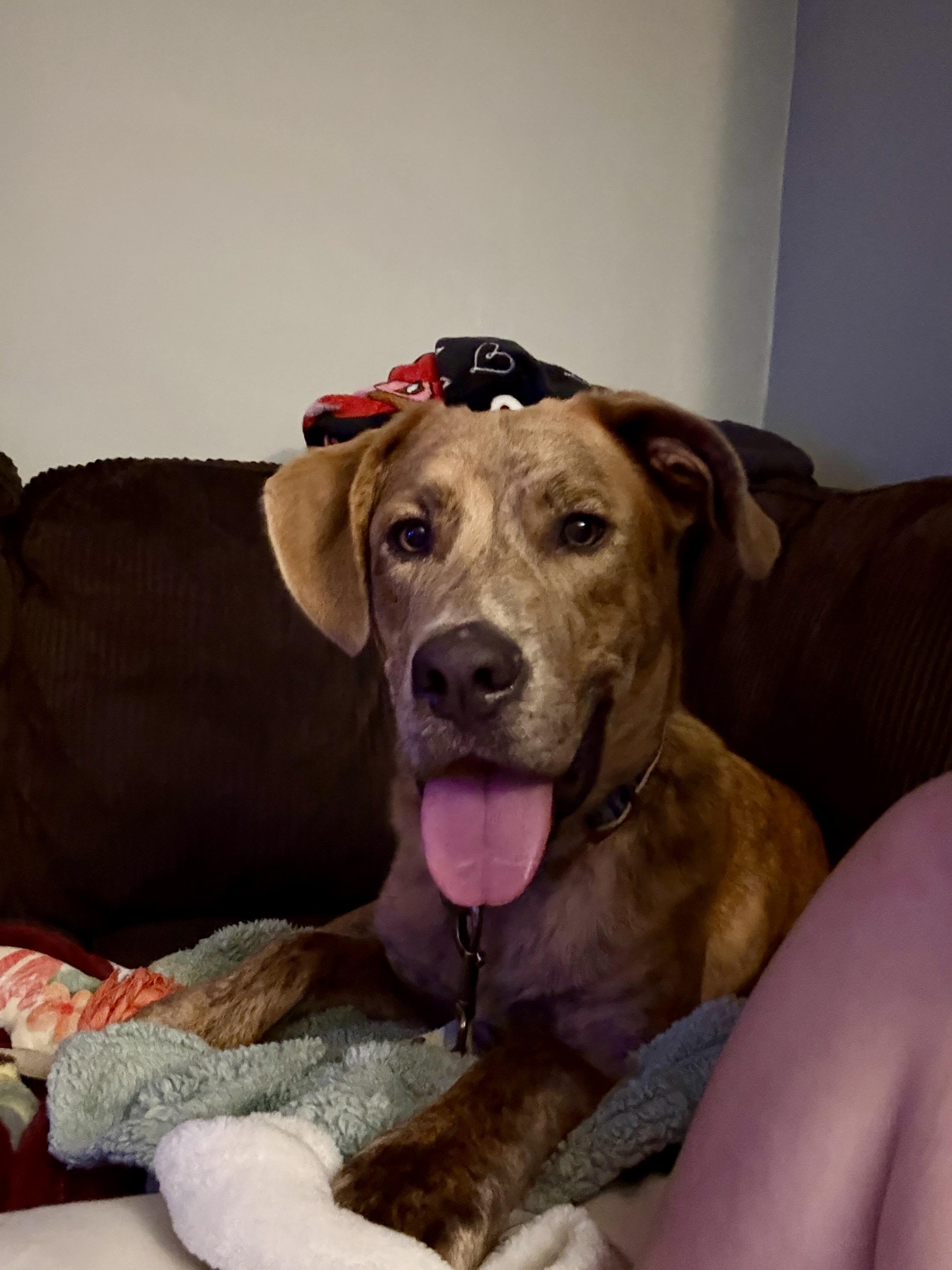 Beau, a Adoptable mixed breed in Cincinnati, OH image 3/6