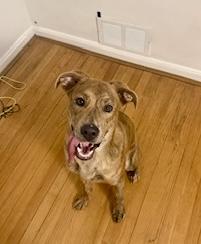 Beau, a Adoptable mixed breed in Cincinnati, OH image 6/6