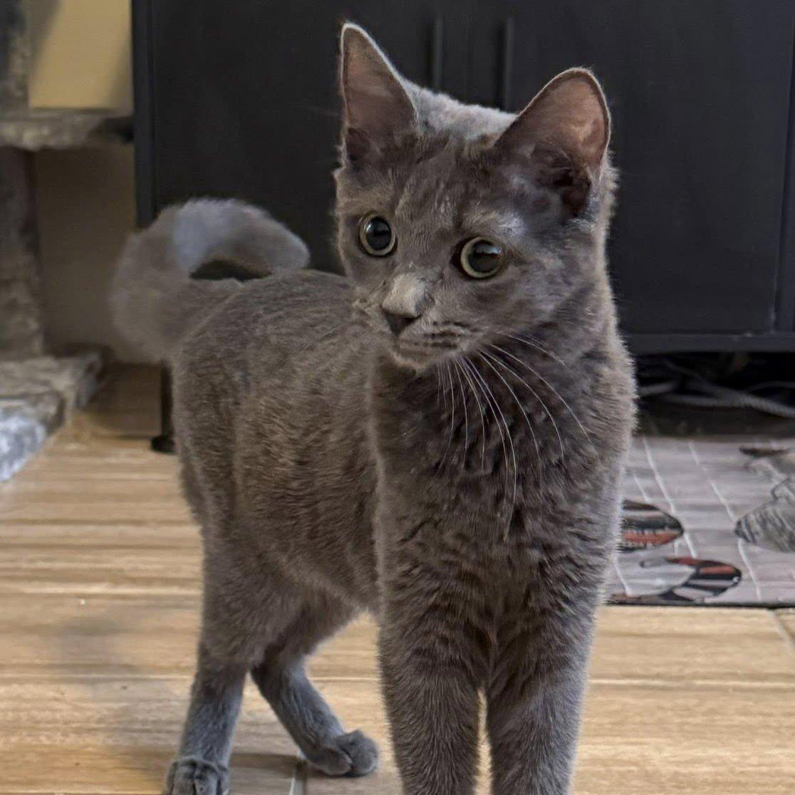 Akira, adopted, Kitten Female Domestic Short Hair.