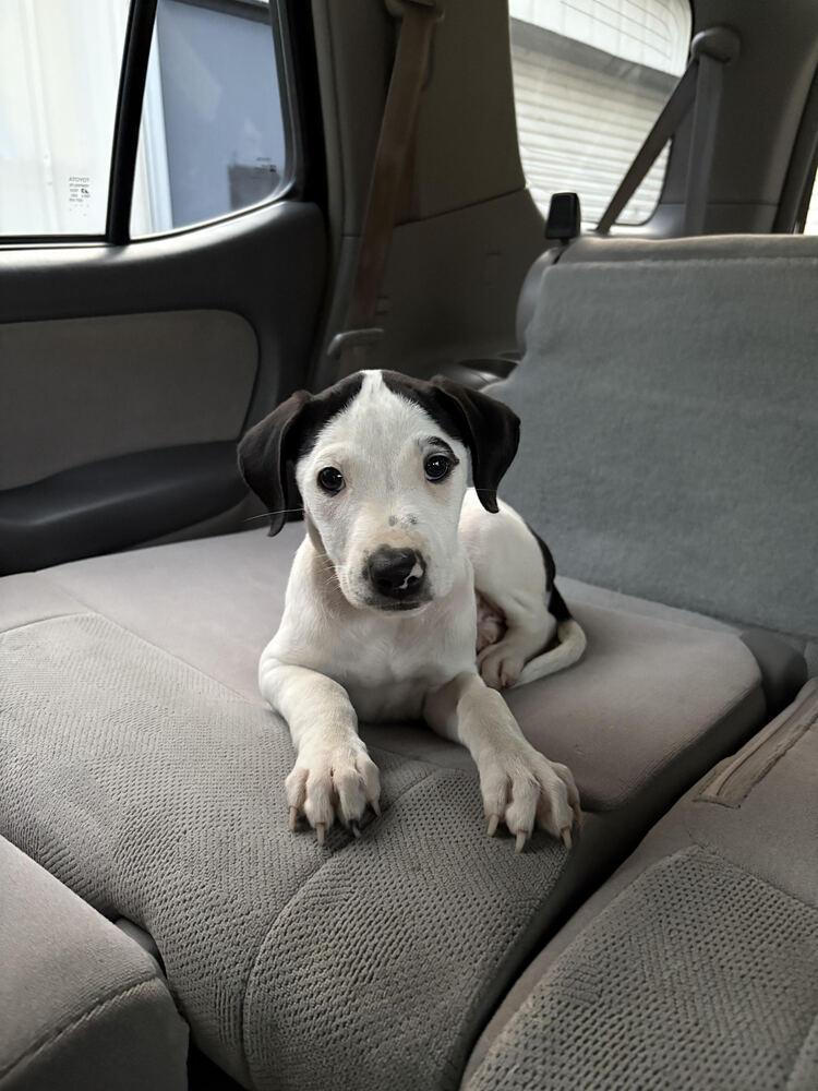 Enlarge Polly, a Adopted Mixed Breed in Chattanooga, TN image 2/3