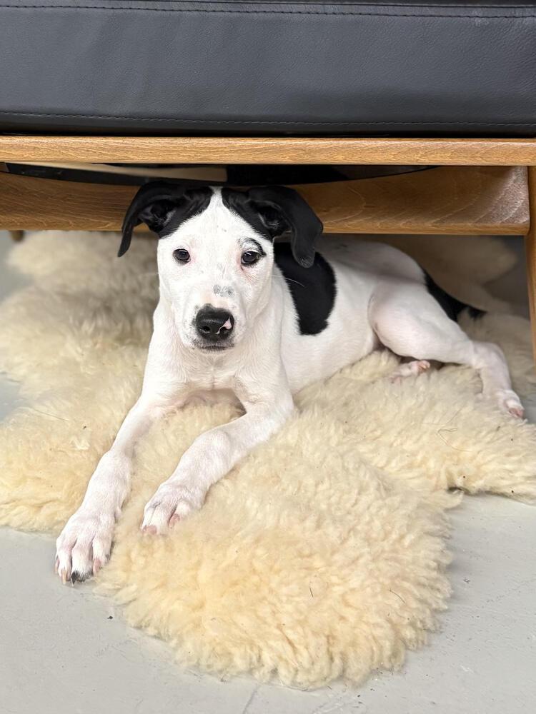 Enlarge Polly, a Adopted Mixed Breed in Chattanooga, TN image 3/3