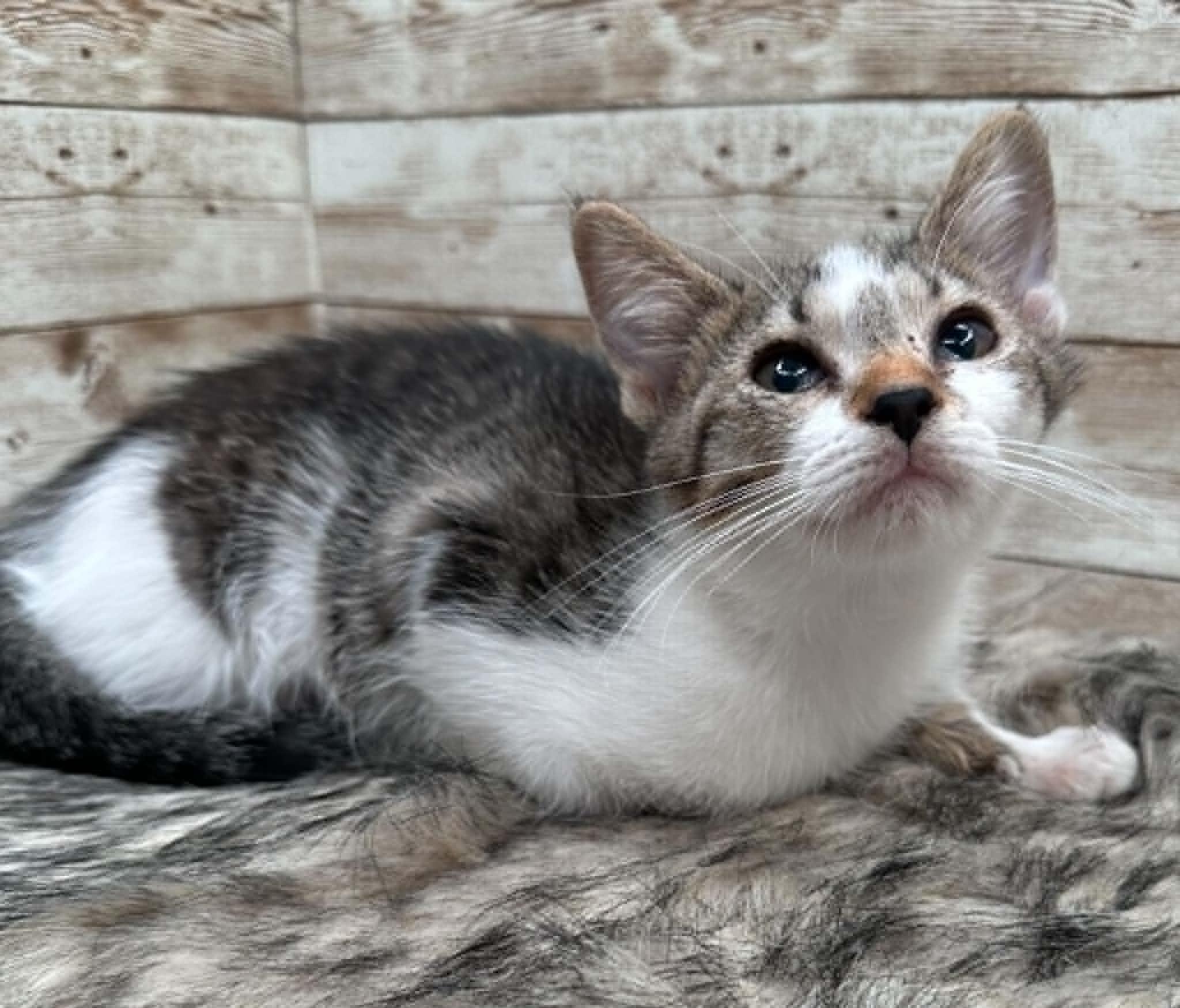 Jalla, adopted, Kitten Female Domestic Short Hair.