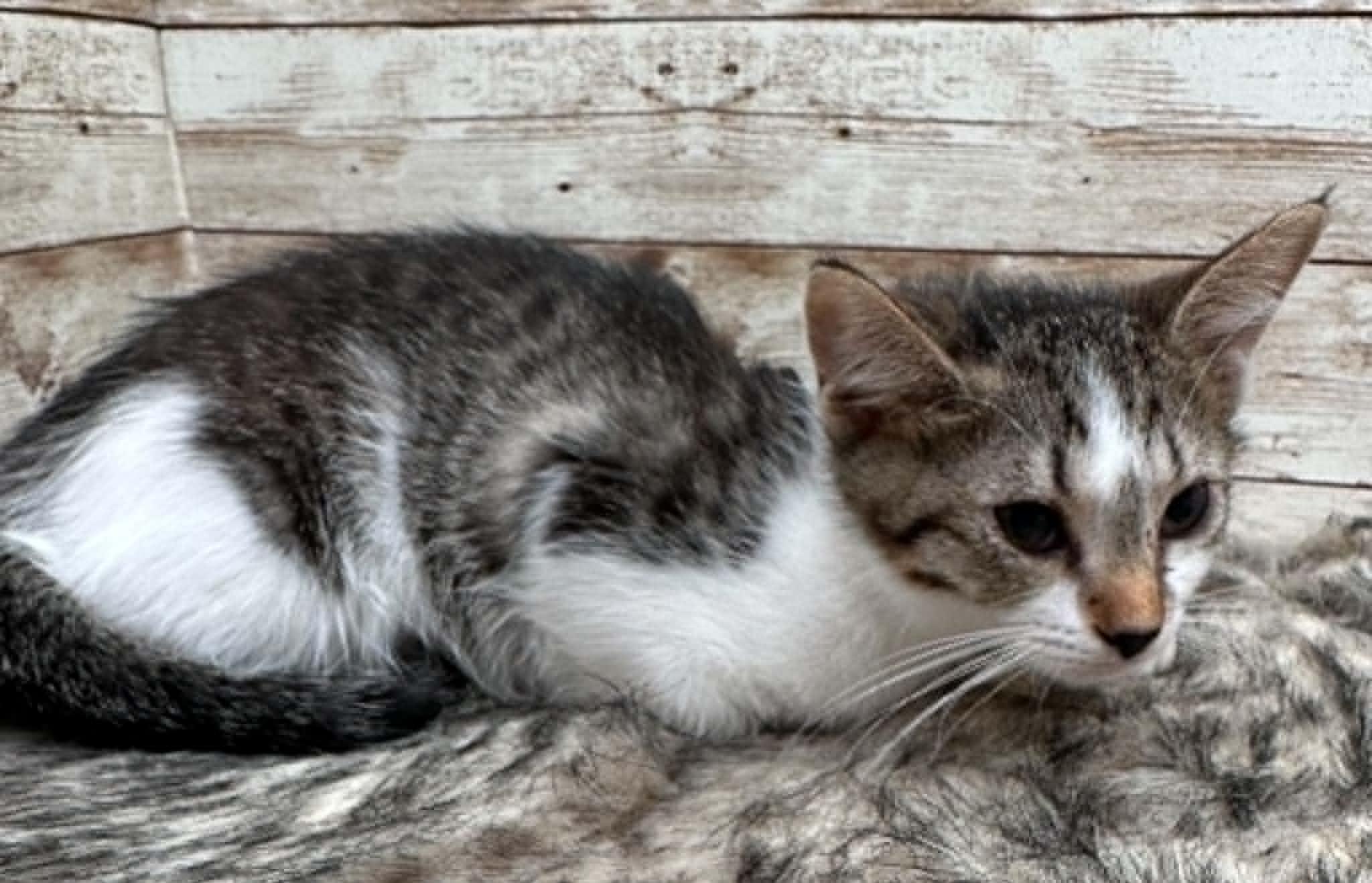 Enlarge Jalla, an adopted Domestic Short Hair in Lexington, KY image 3/4