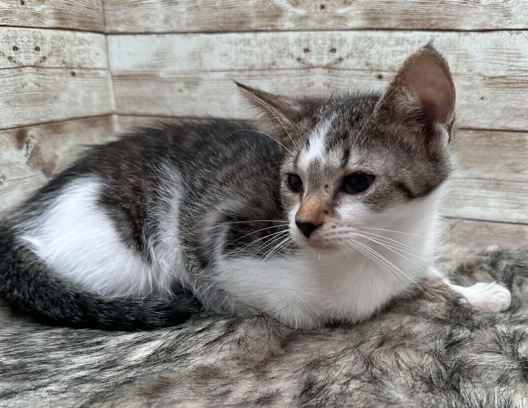 Enlarge Jalla, an adopted Domestic Short Hair in Lexington, KY image 4/4