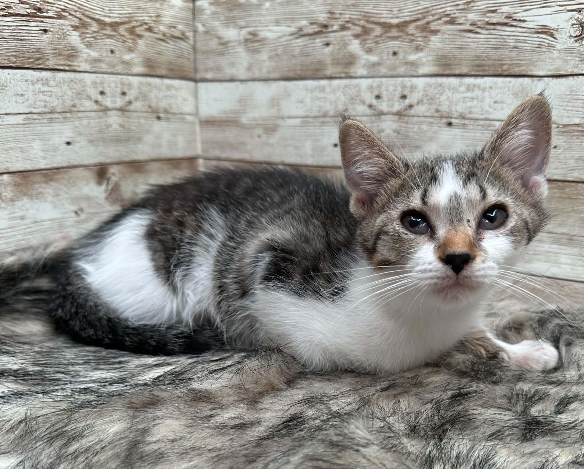 Enlarge Jalla, an adopted Domestic Short Hair in Lexington, KY image 2/4