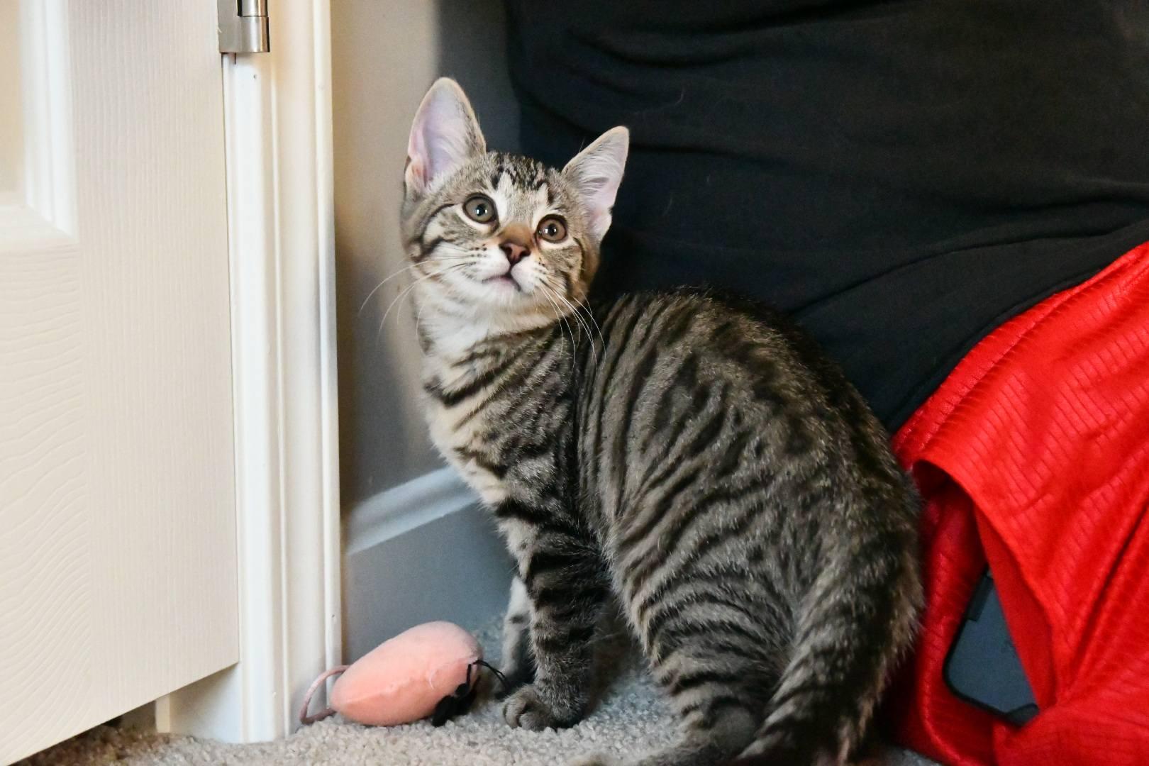 Phantom & Exterminator, a Adopted Domestic Short Hair in McDonald, PA image 2/3