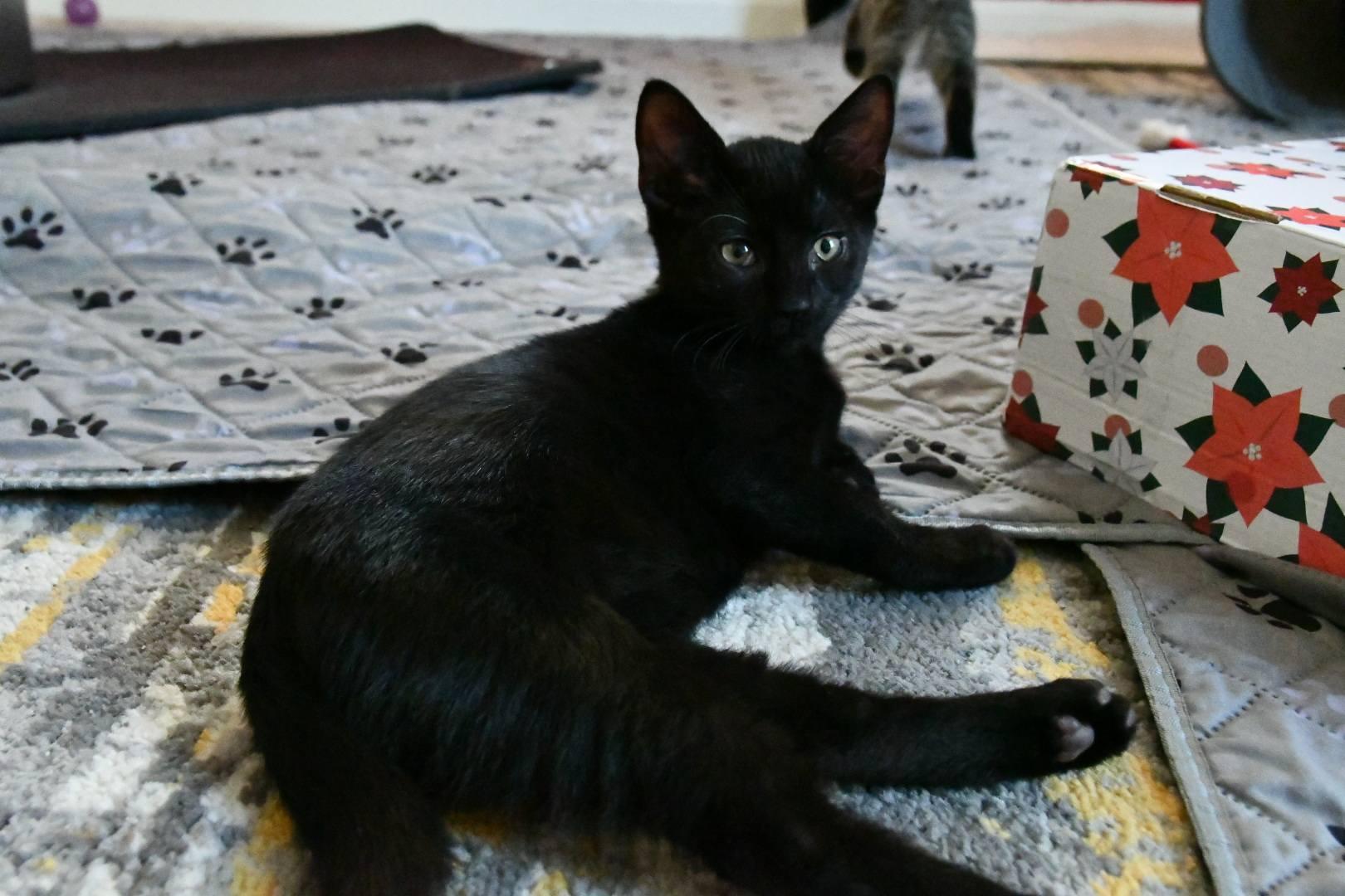 Phantom & Exterminator, a Adopted Domestic Short Hair in McDonald, PA image 3/3