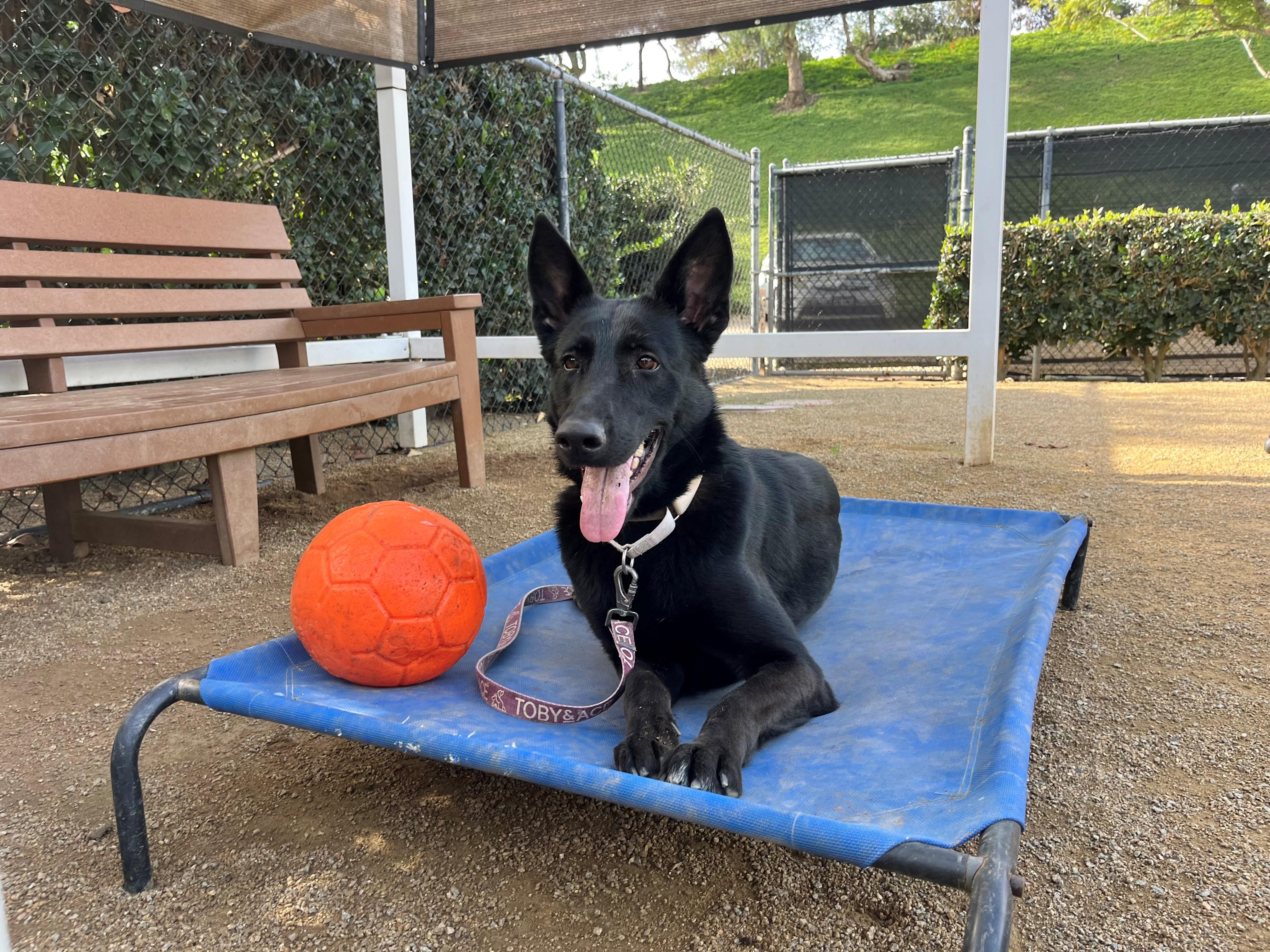 Tish, ADOPTABLE, Adult Female Belgian Shepherd / Malinois.
