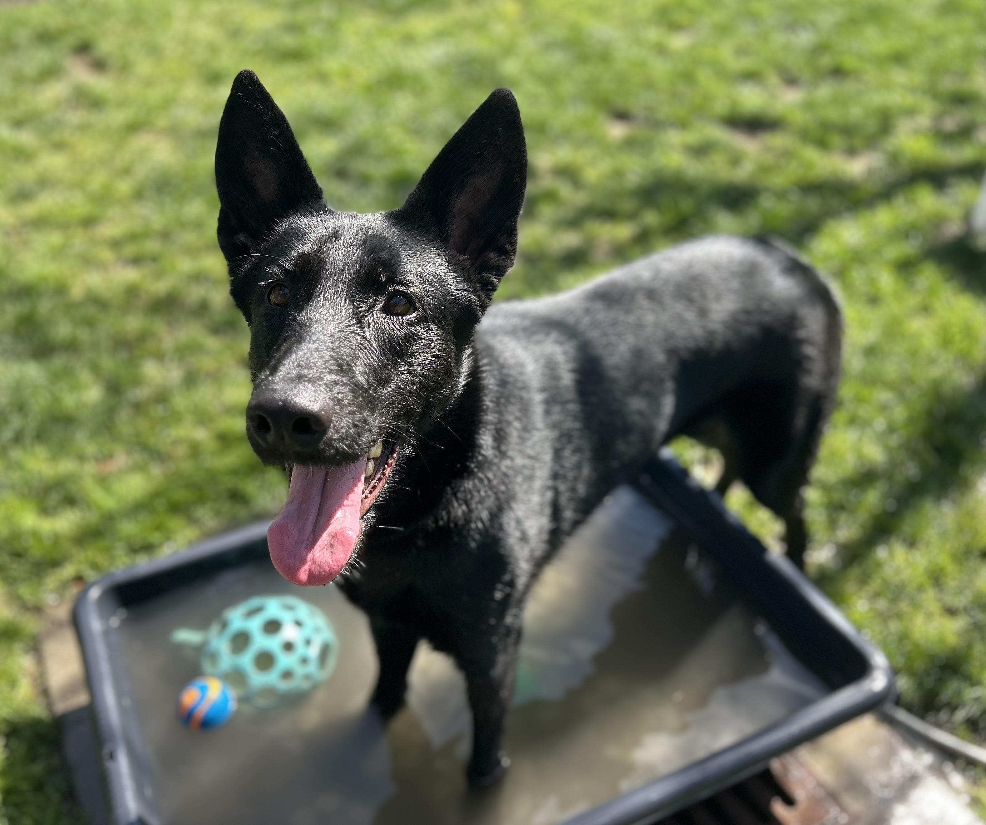 Tish, ADOPTABLE, Adult Female German Shepherd Dog.
