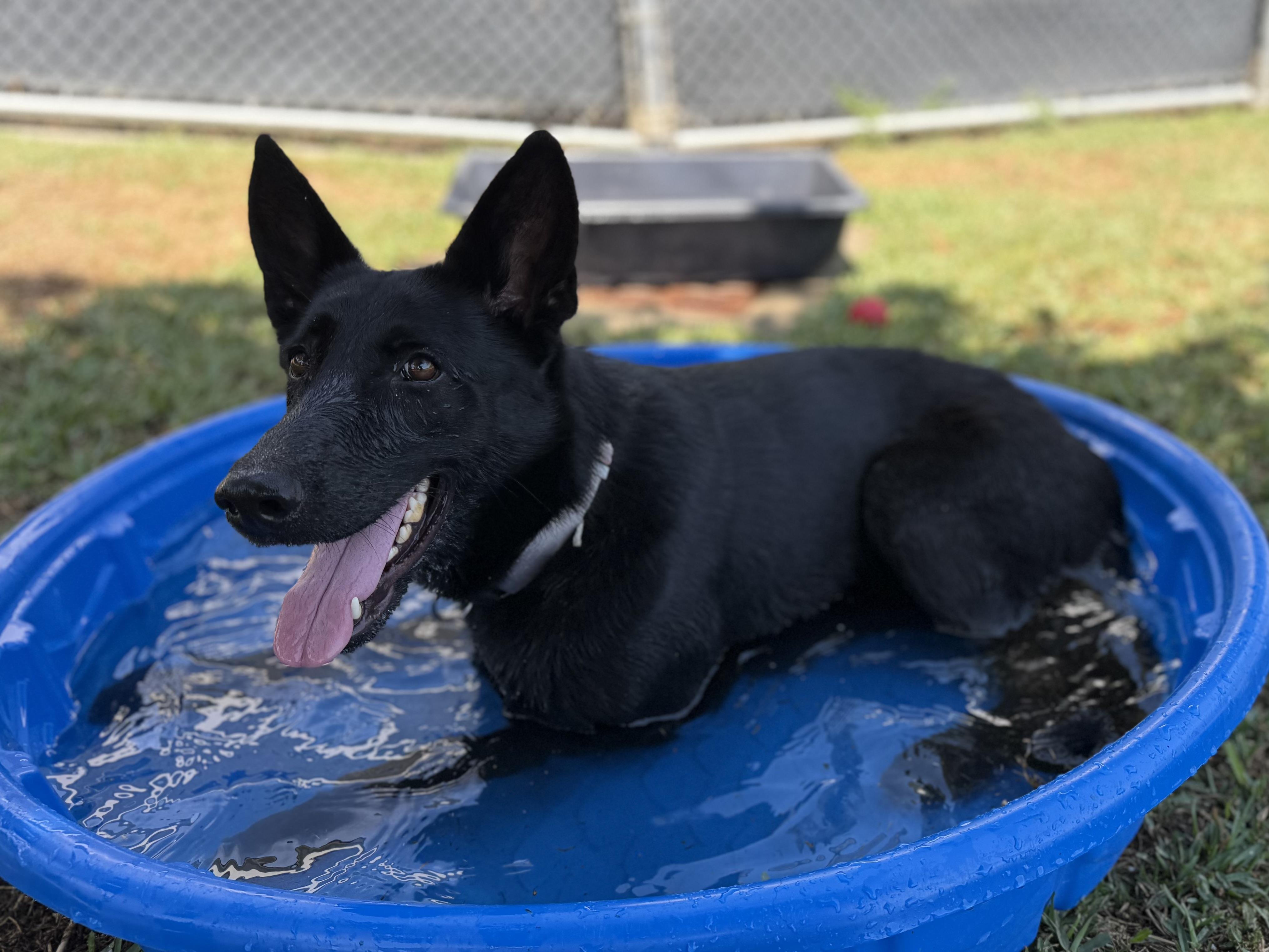 Enlarge Tish, a ADOPTABLE German Shepherd Dog in Mission Viejo, CA image 3/4