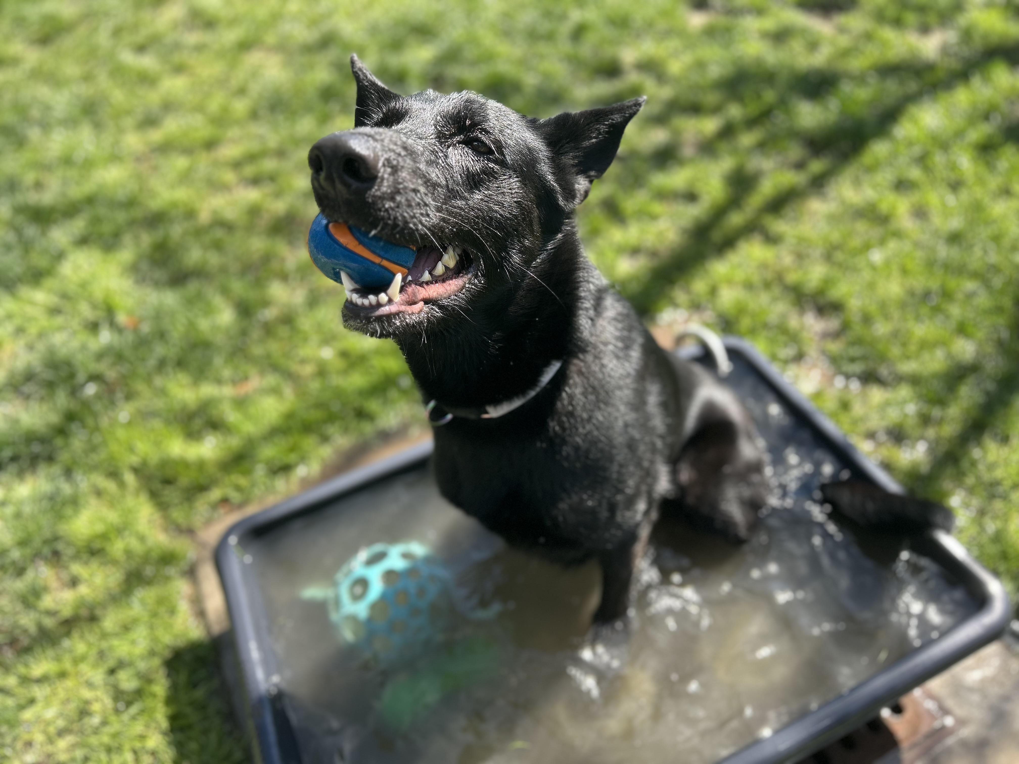 Enlarge Tish, a ADOPTABLE German Shepherd Dog in Mission Viejo, CA image 4/4