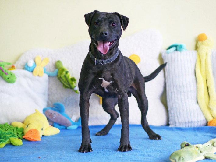 BILLY, Adoptable, Adult Male Labrador Retriever.